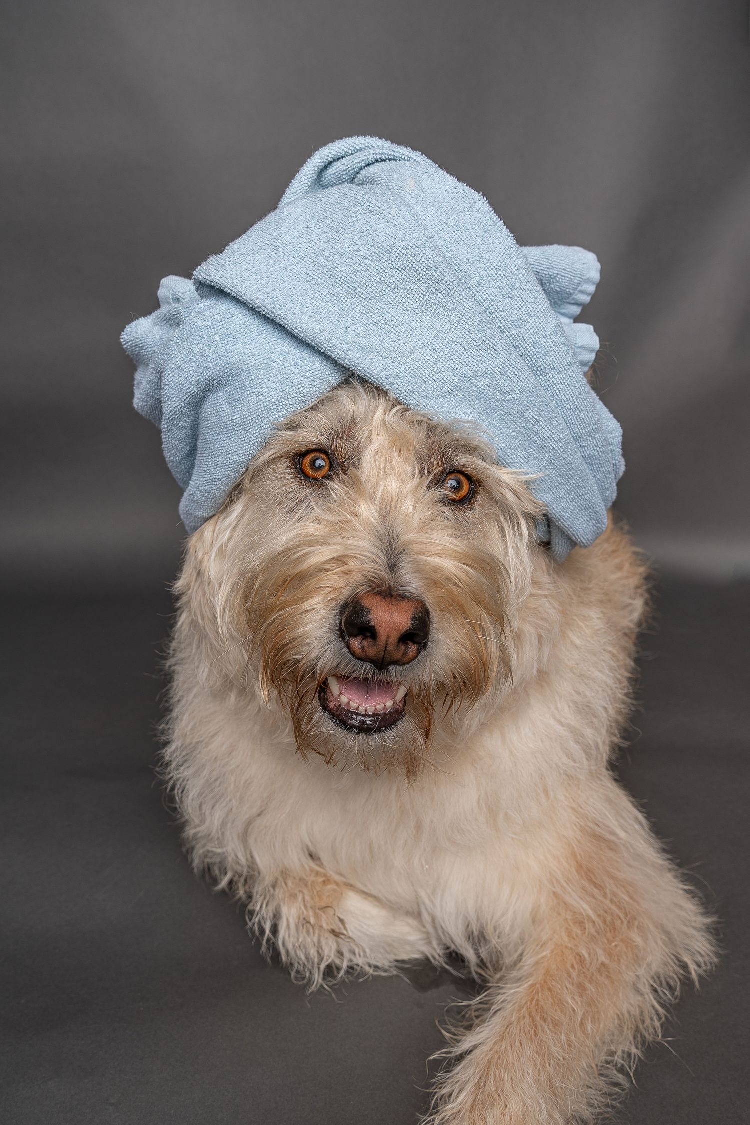 Fluffy tan dog with blue towel wrapped on head after bath, smiling against gray background.