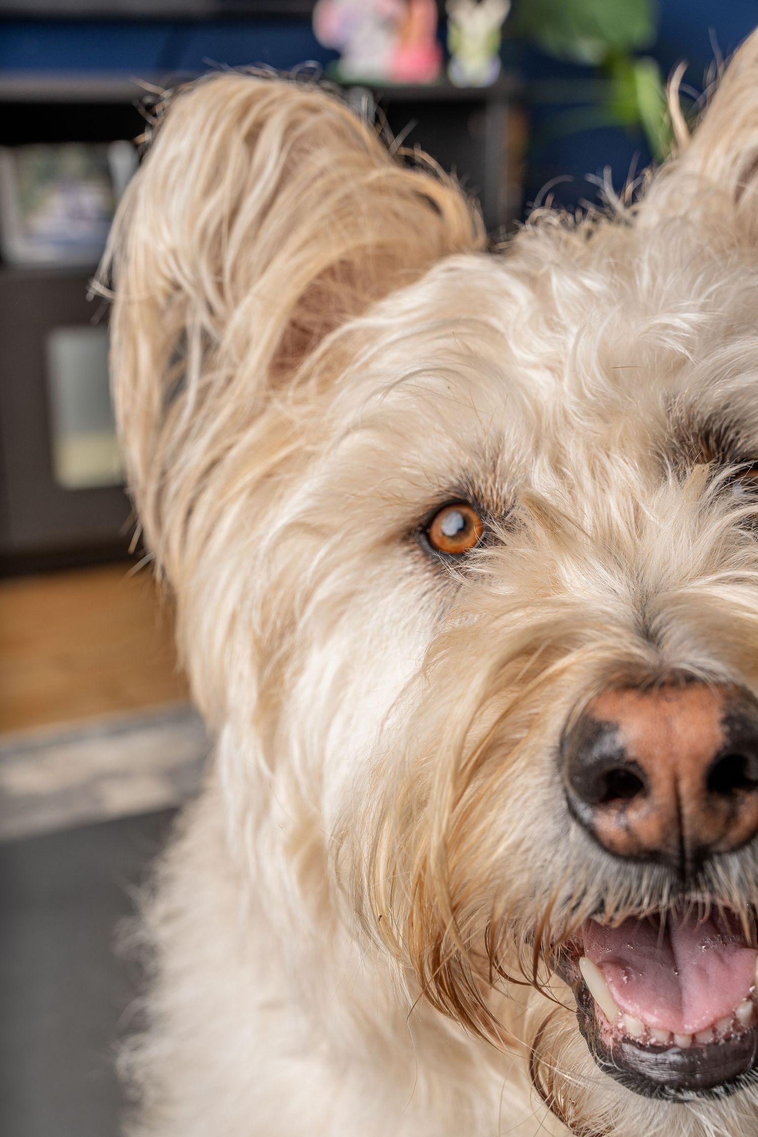 Close-up portrait of a fluffy golden terrier mix dog with bright amber eyes and a happy open mouth smile.