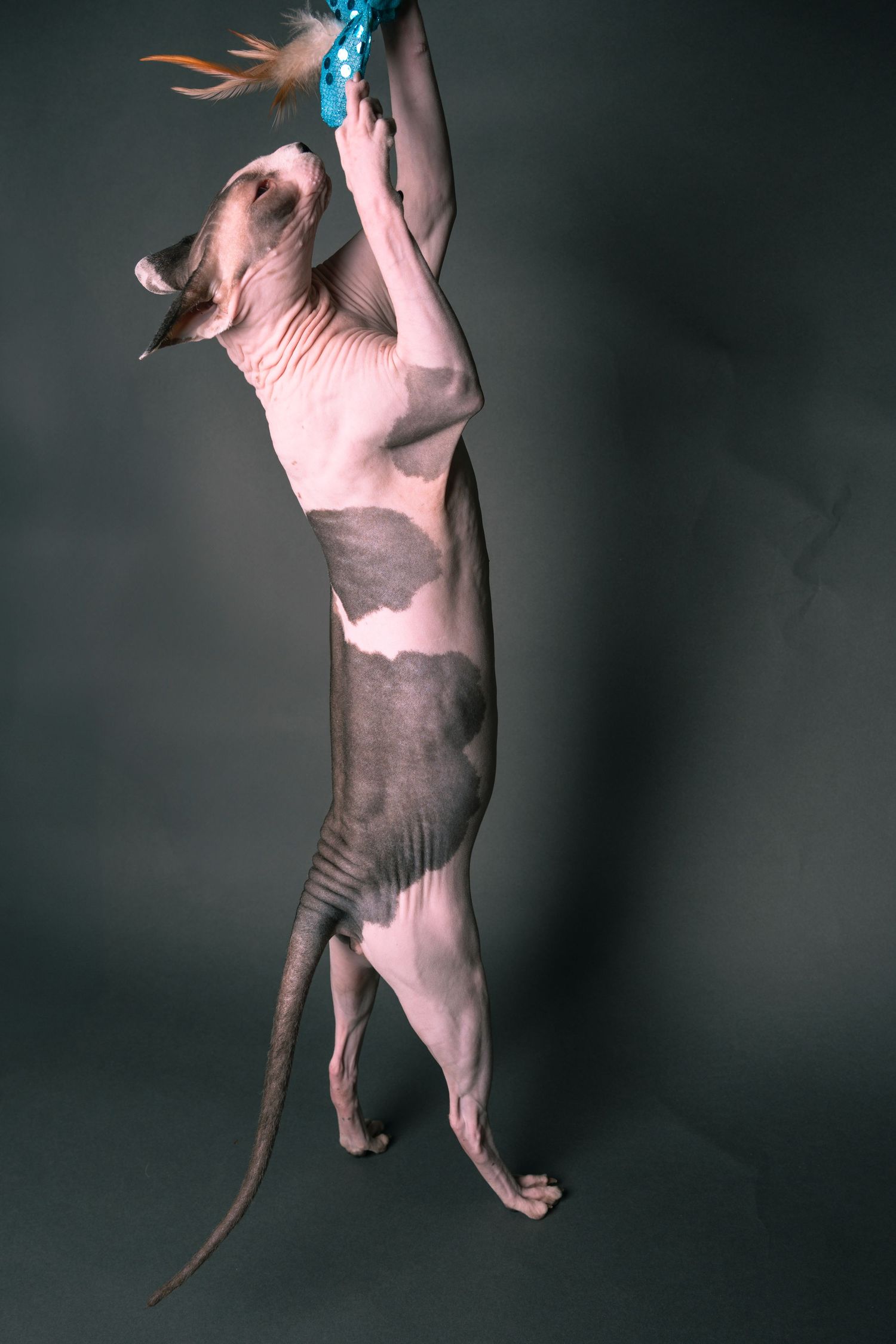 Hairless Sphynx cat standing upright on hind legs, reaching up to play with a blue feather toy against gray background.