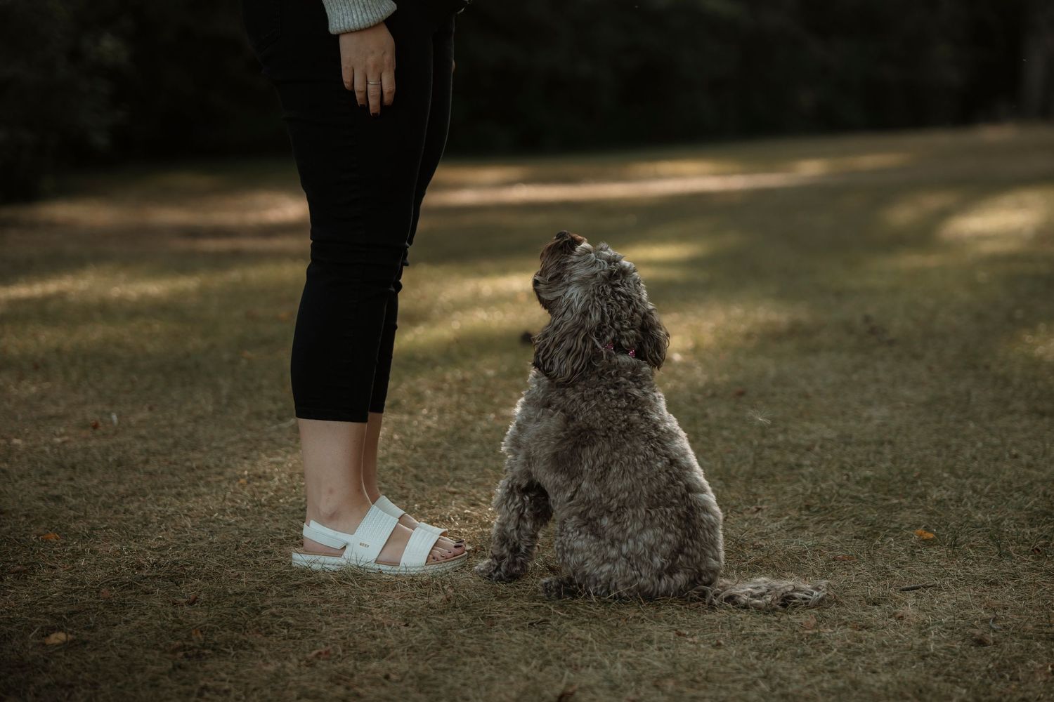 A fluffy gray poodle sits obediently on grass, looking up at a person wearing white sandals and black pants.