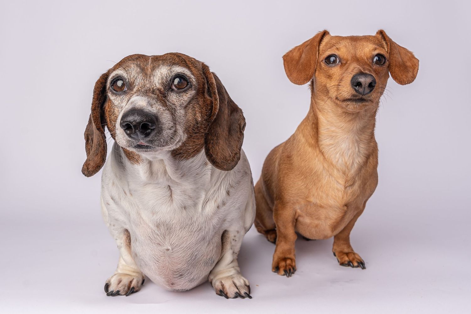 Two dachshund dogs sitting side by side against a white background, one dapple and one red.