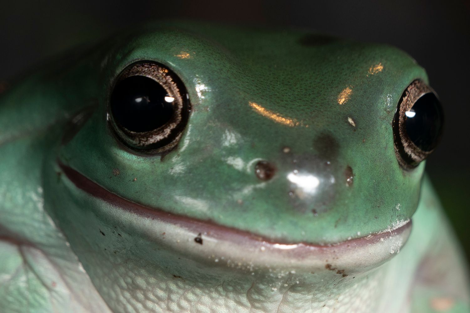 Close-up portrait of a green tree frog with shiny skin and large black eyes against a dark background.