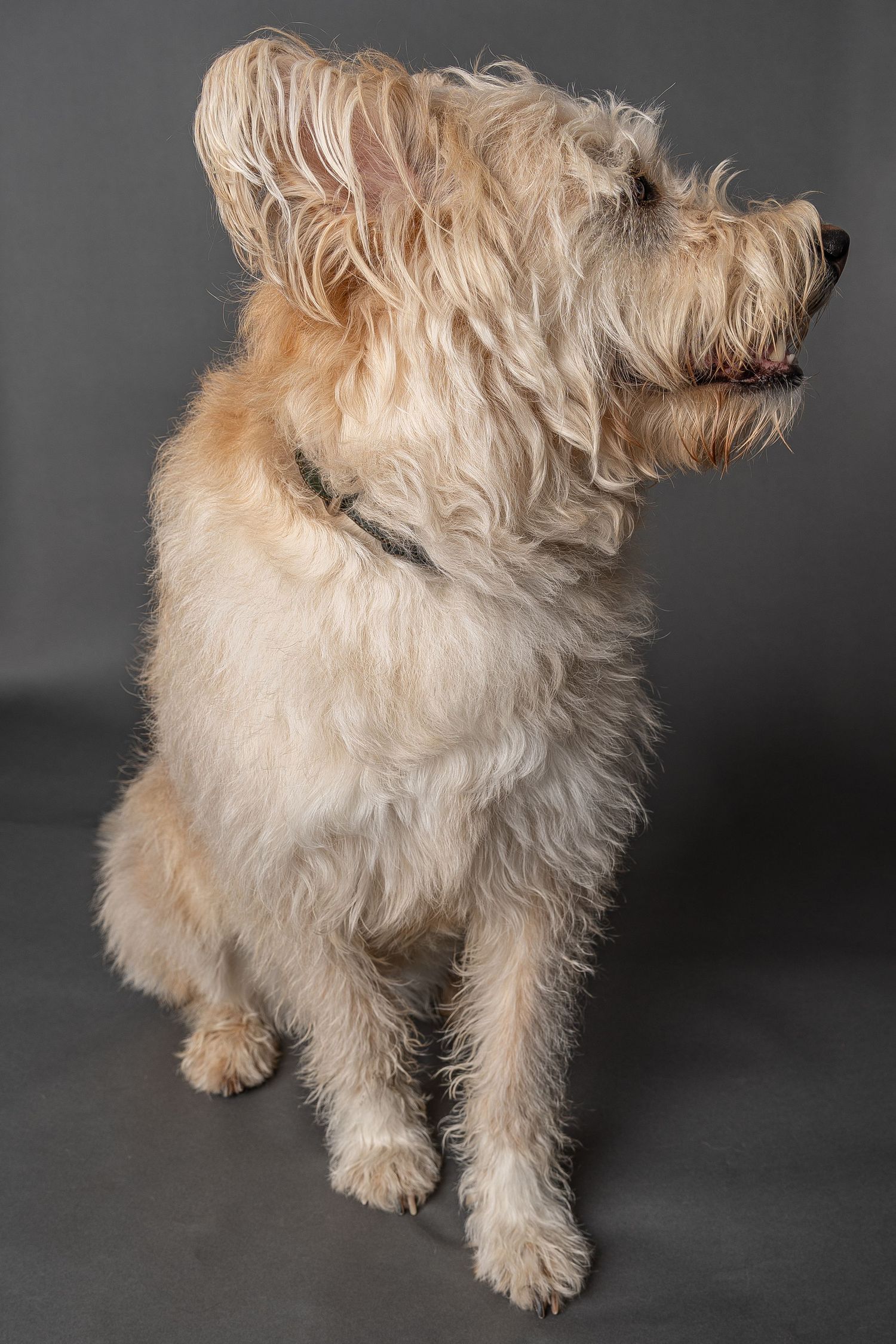 Fluffy golden terrier mix dog sitting attentively against gray studio background, showcasing its shaggy coat and alert expression.