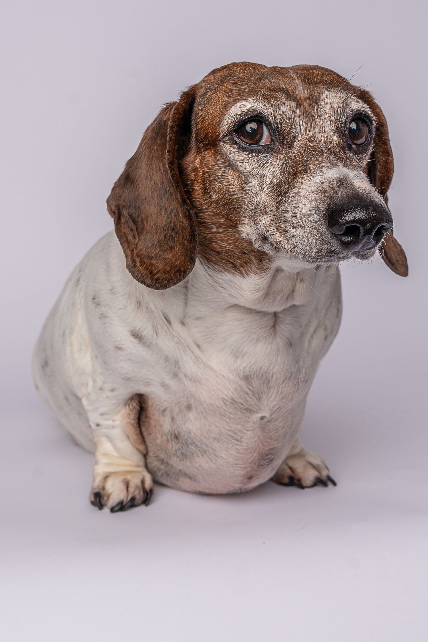 Adorable overweight dachshund mix dog with brown and white coat sitting against a light gray background.