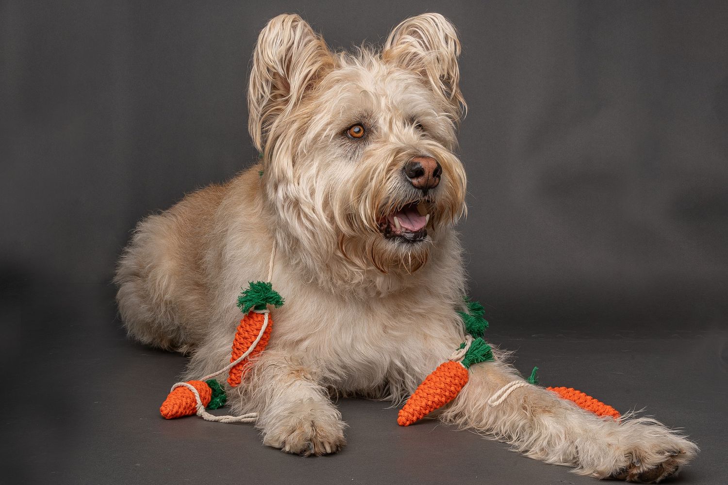 Fluffy terrier dog lying down with colorful knitted carrot toys arranged around it on a gray background.
