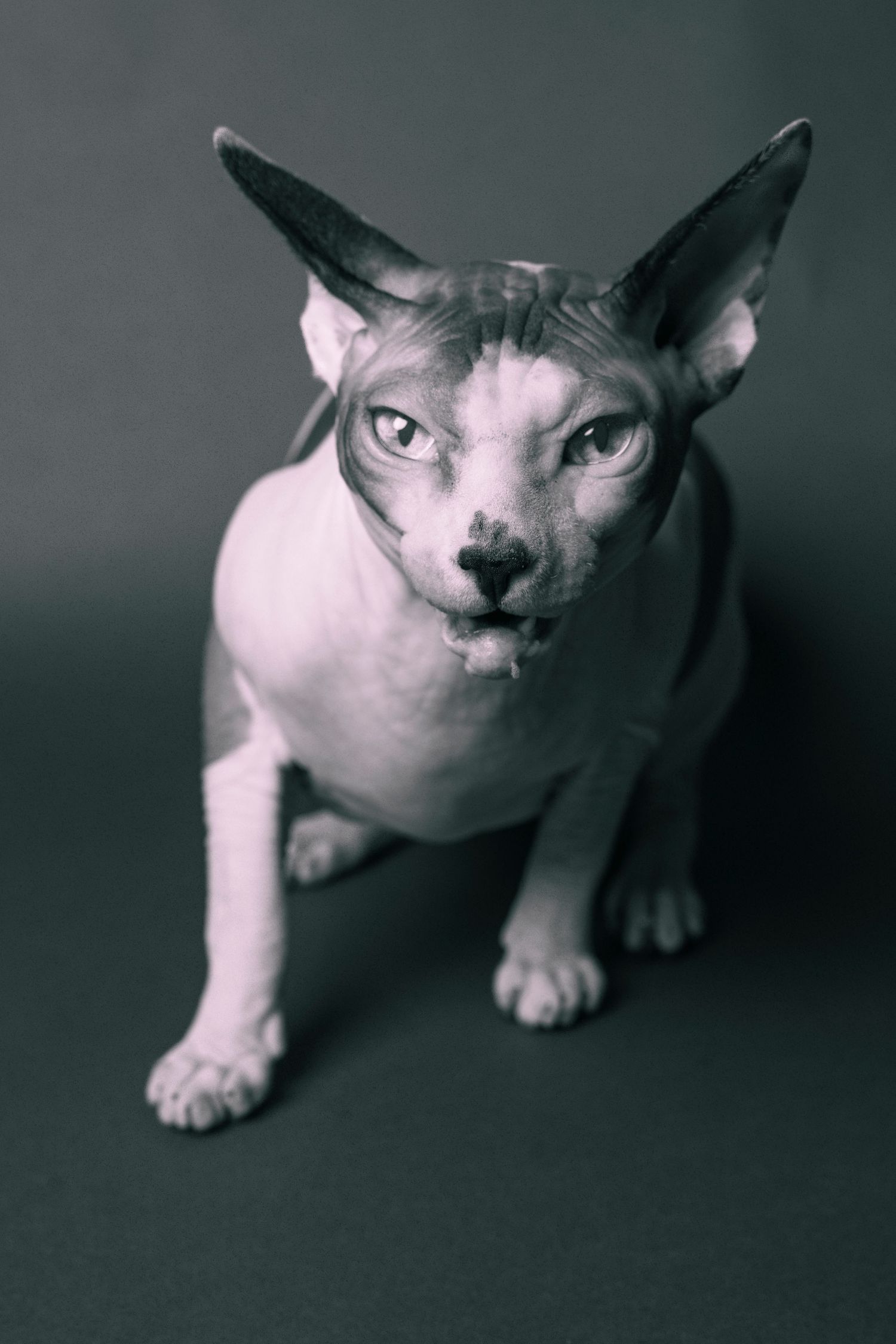 Black and white photo of a Sphynx cat sitting upright, gazing upward with large ears and wrinkled hairless skin.