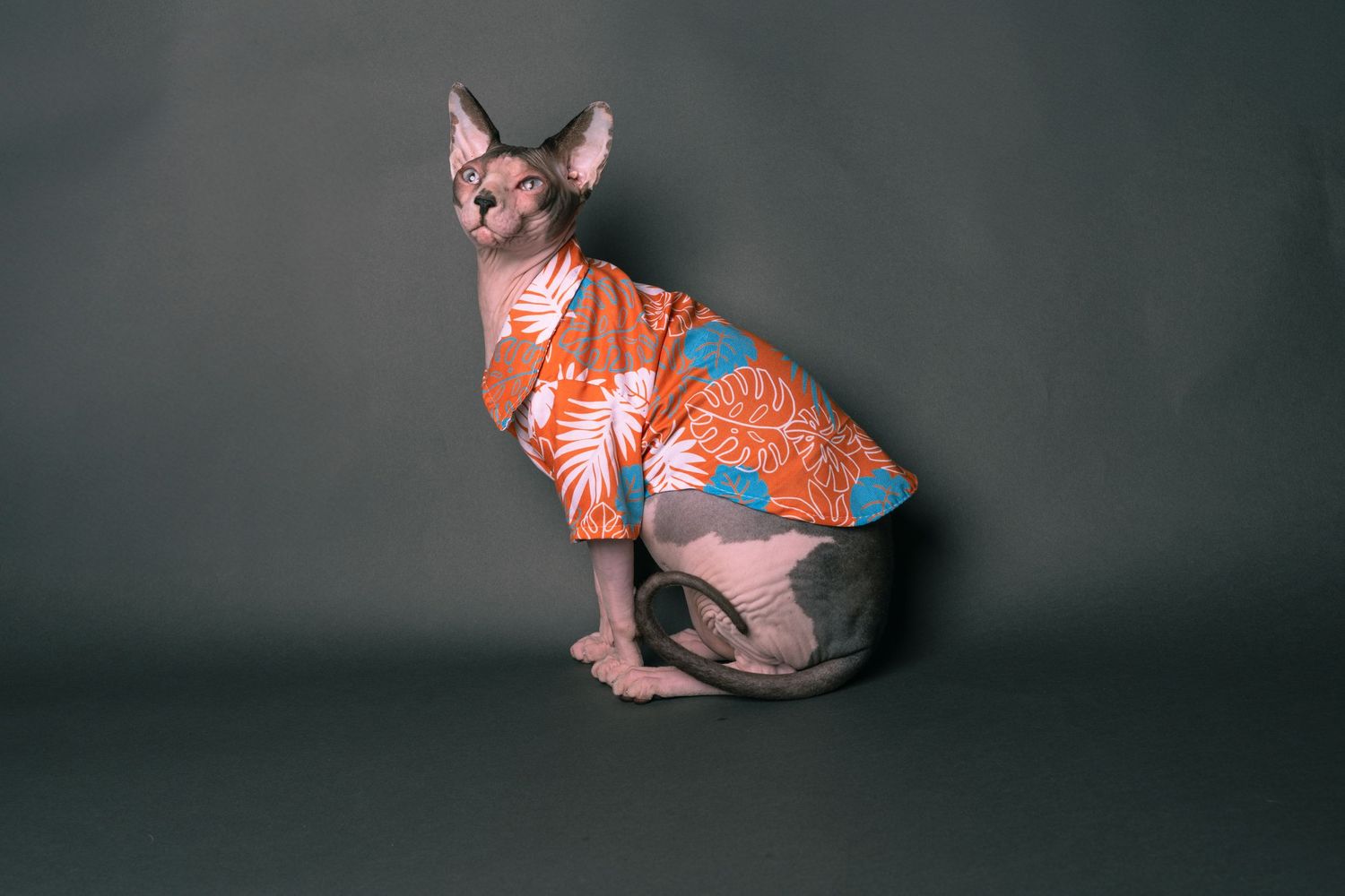 A hairless Sphynx cat wearing an orange floral Hawaiian shirt sits upright against a gray background.