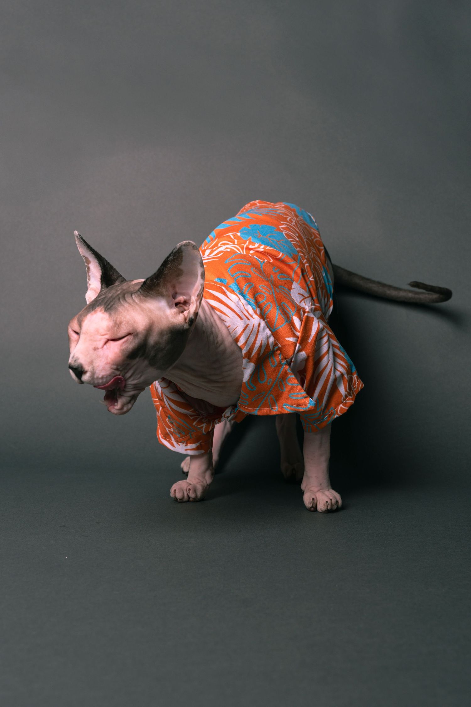 A hairless Sphynx cat wearing an orange floral Hawaiian shirt, posing against a gray background.
