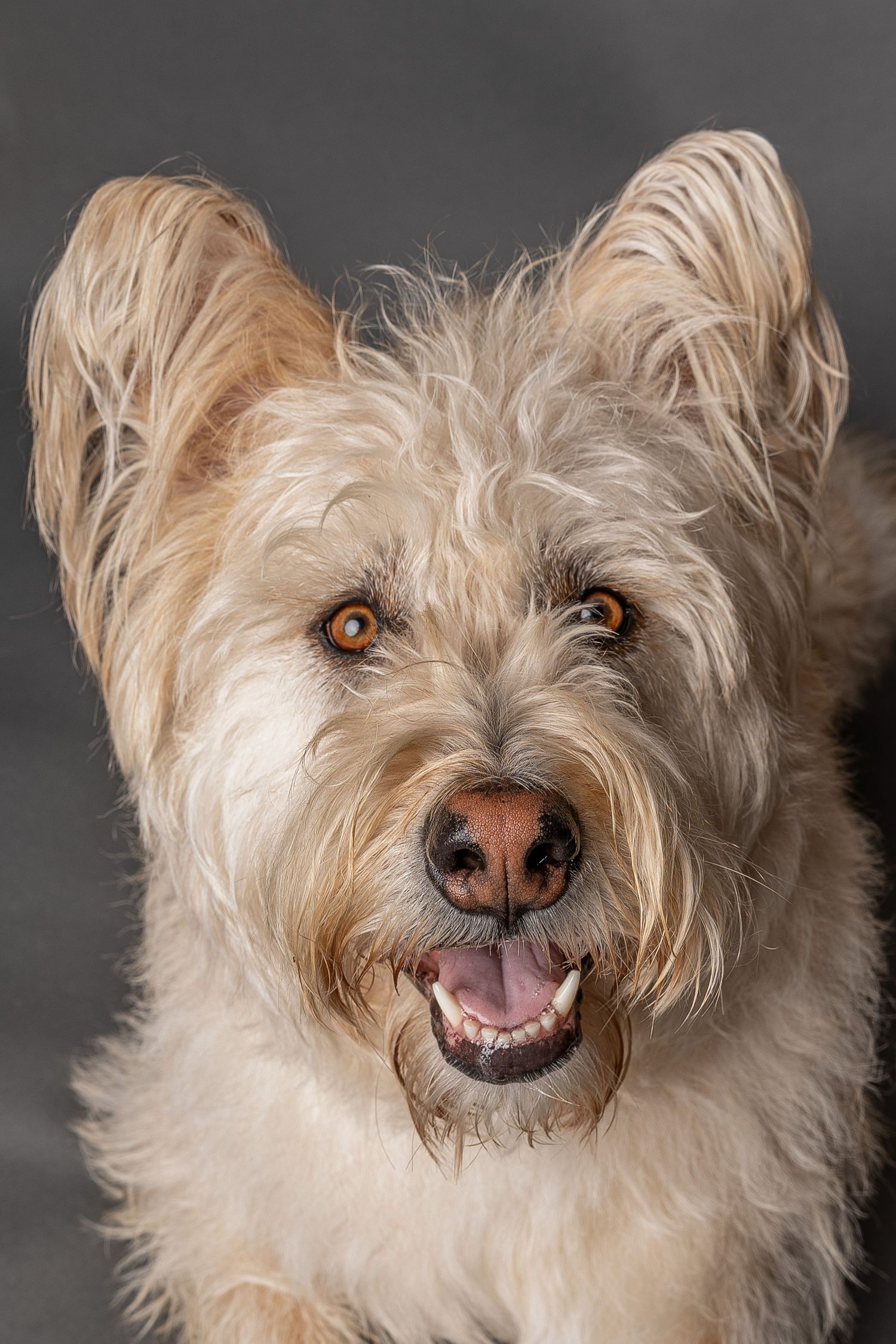 Close-up portrait of a fluffy, cream-colored terrier mix dog smiling with mouth open against gray background.