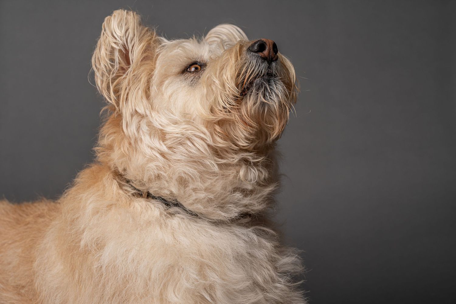 A fluffy golden Maltipoo dog poses against a gray studio background, looking upward with a curious expression.