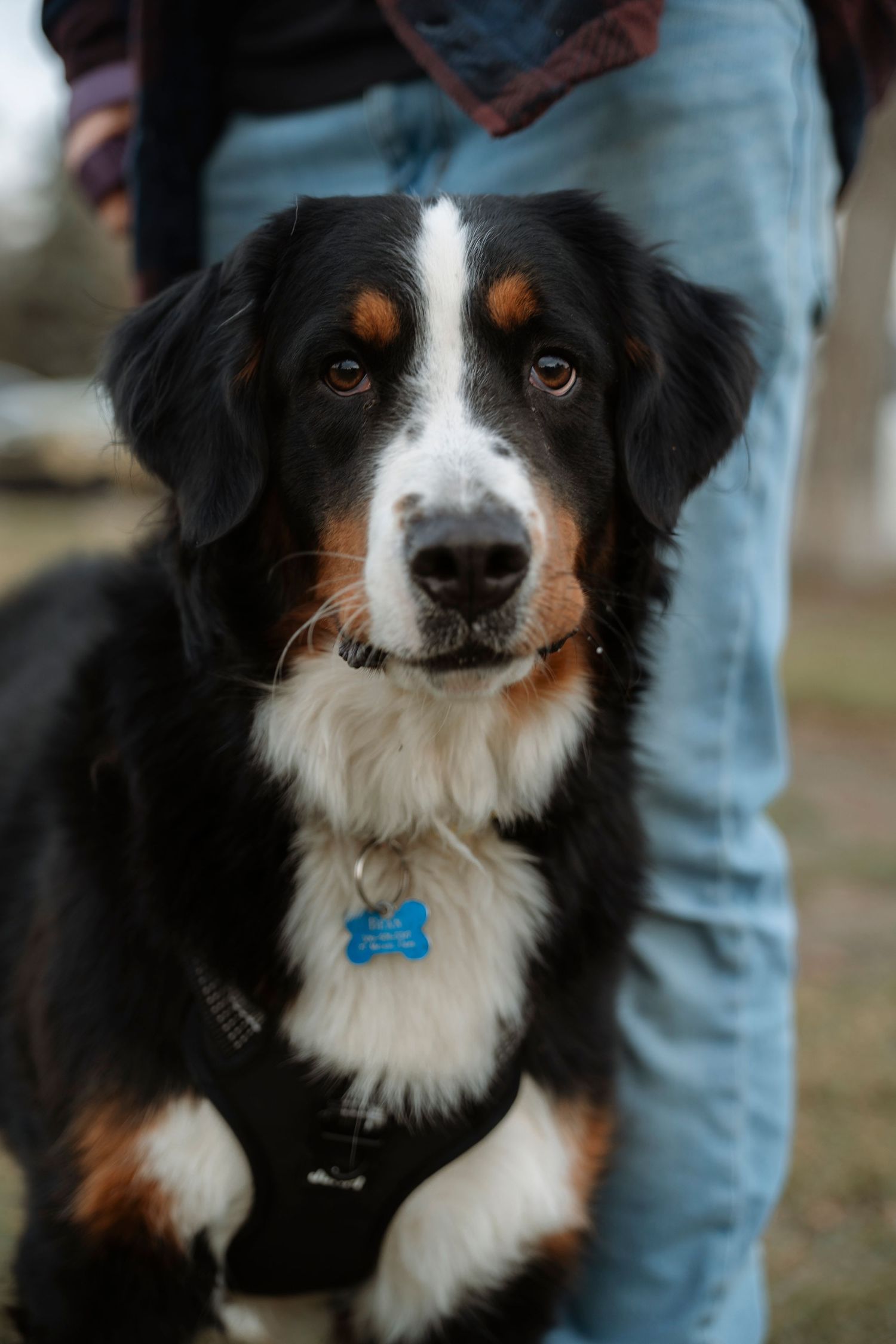 A Bernese Mountain Dog with a blue bone tag sits attentively outdoors near its owner wearing jeans.