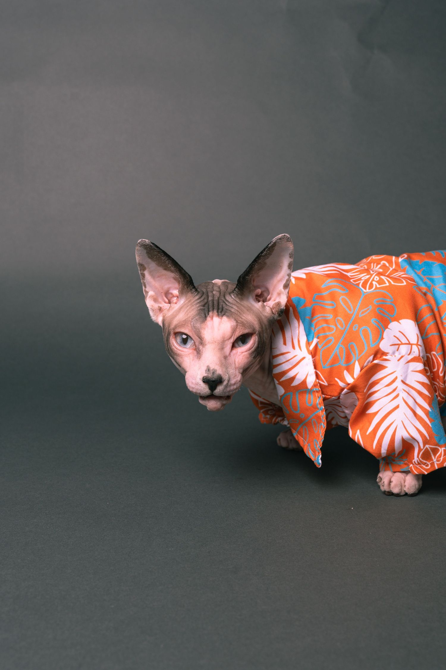 Hairless Sphynx cat wearing an orange Hawaiian floral shirt, posing against a dark gray studio background.