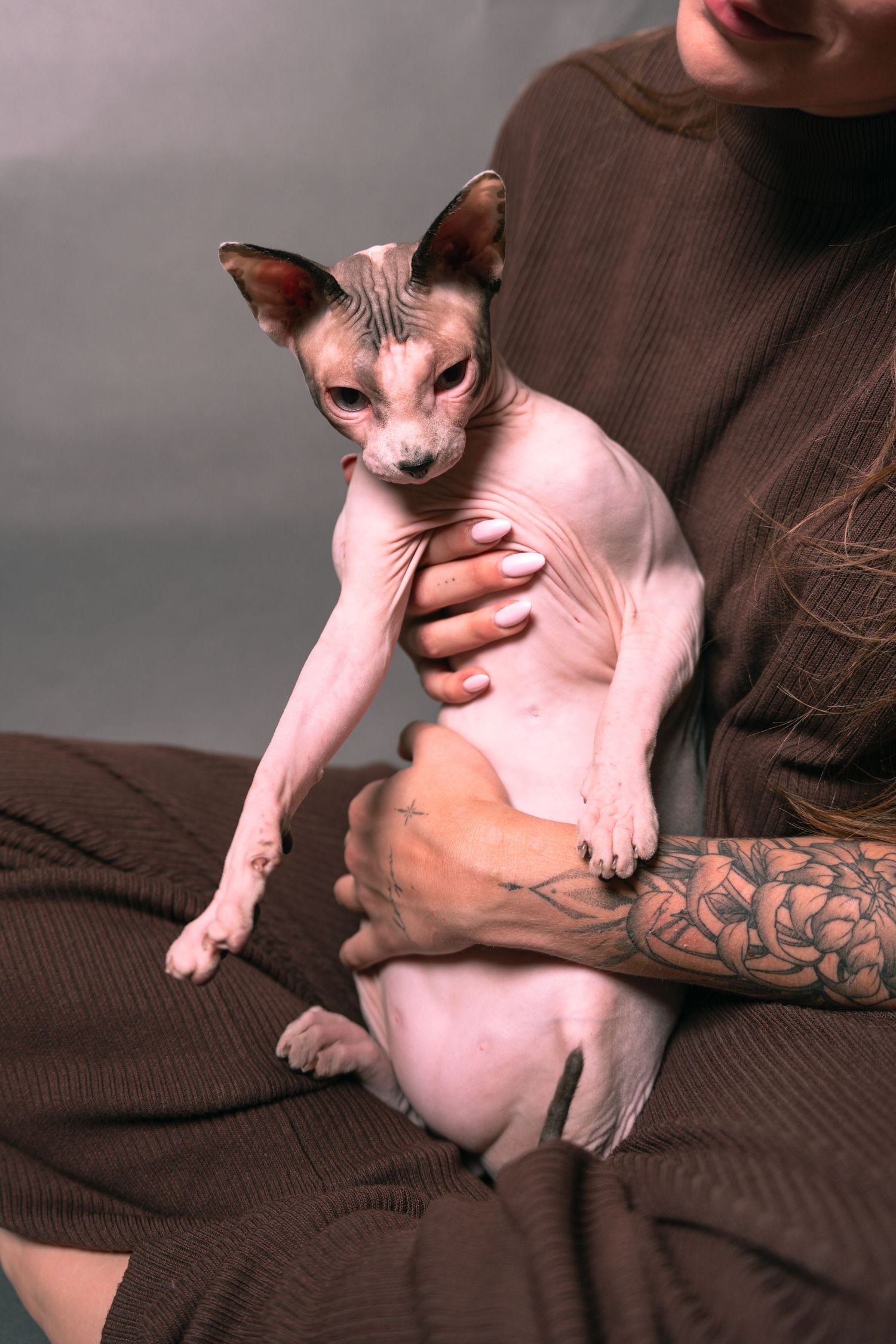 A hairless Sphynx cat held by a tattooed person wearing a brown sweater against a gray background.