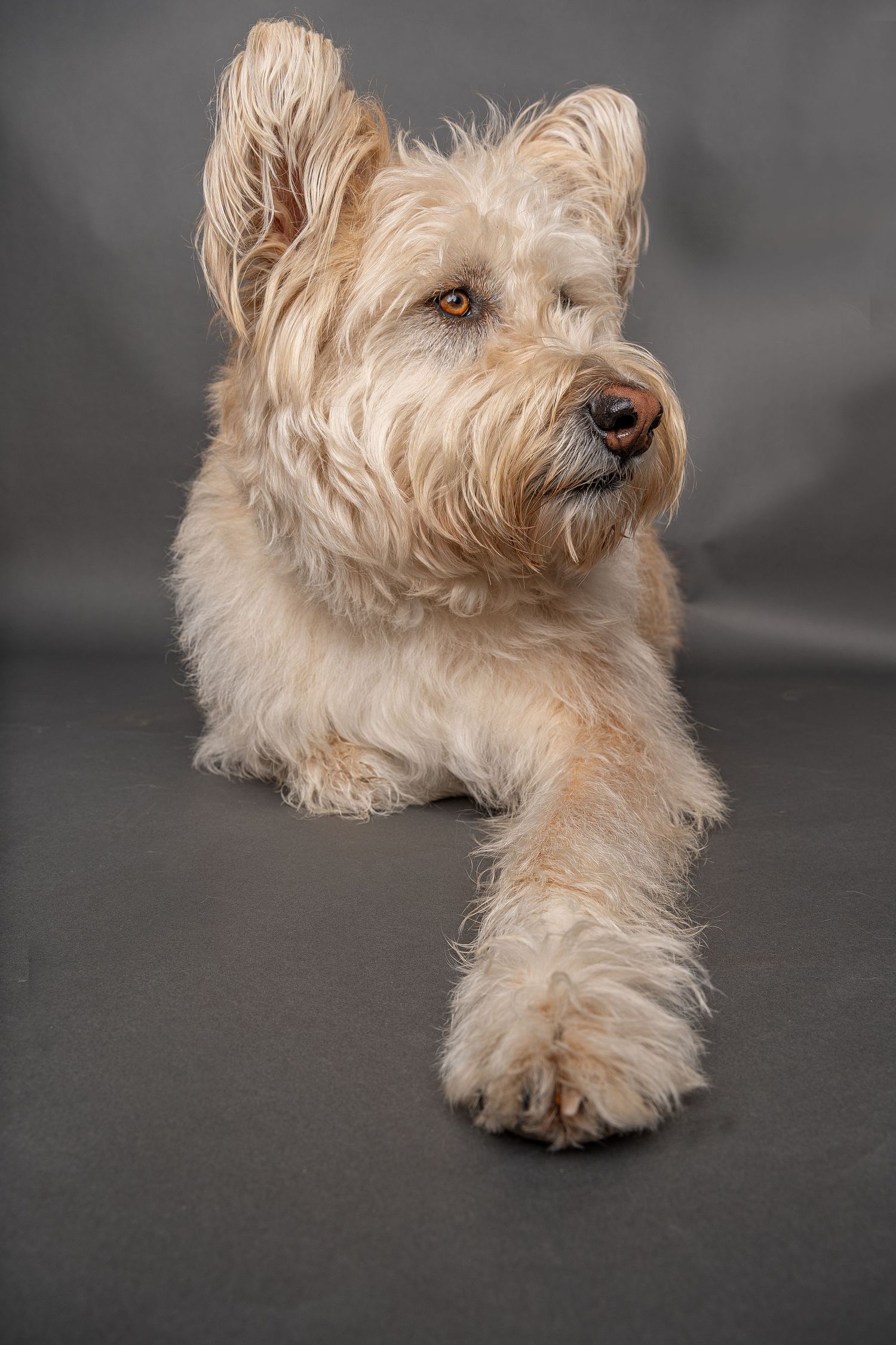 Fluffy white terrier dog lying down with one paw extended forward, photographed against a gray studio background.