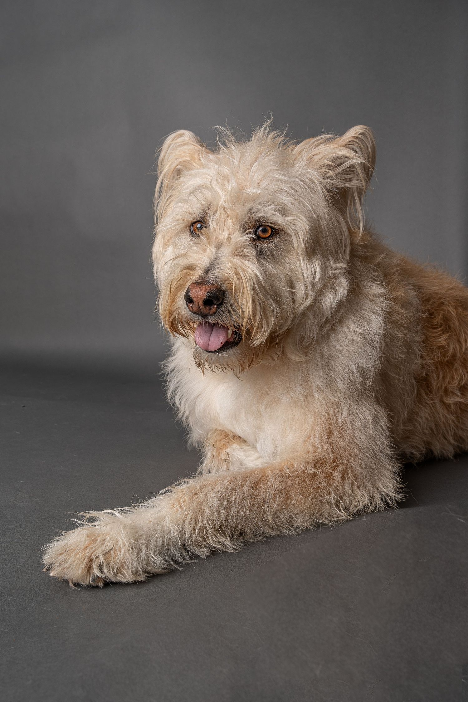 A fluffy tan terrier mix dog lying down with tongue out against a gray studio background.