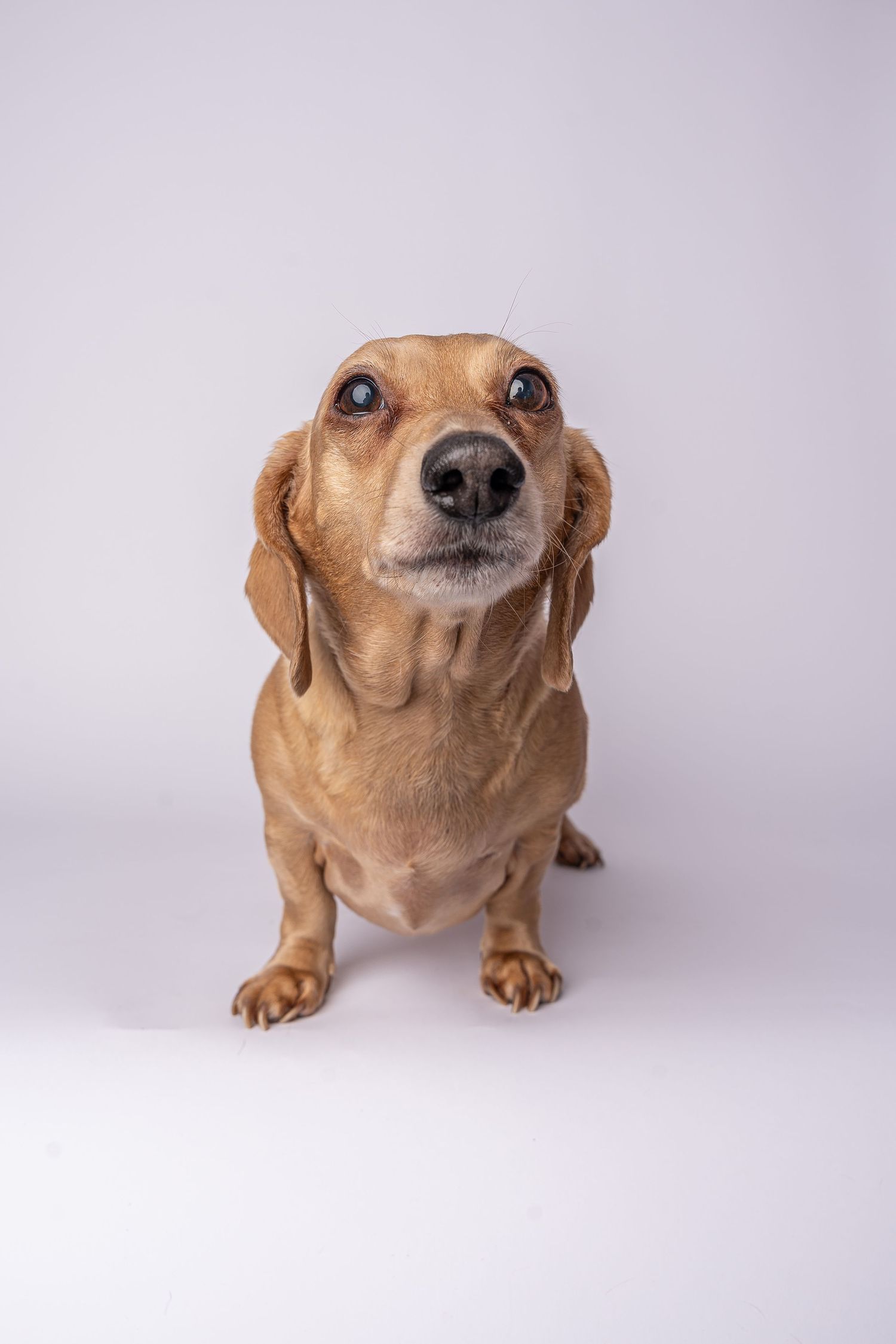 A tan dachshund sits against a white background, looking up with wide eyes and a curious expression.