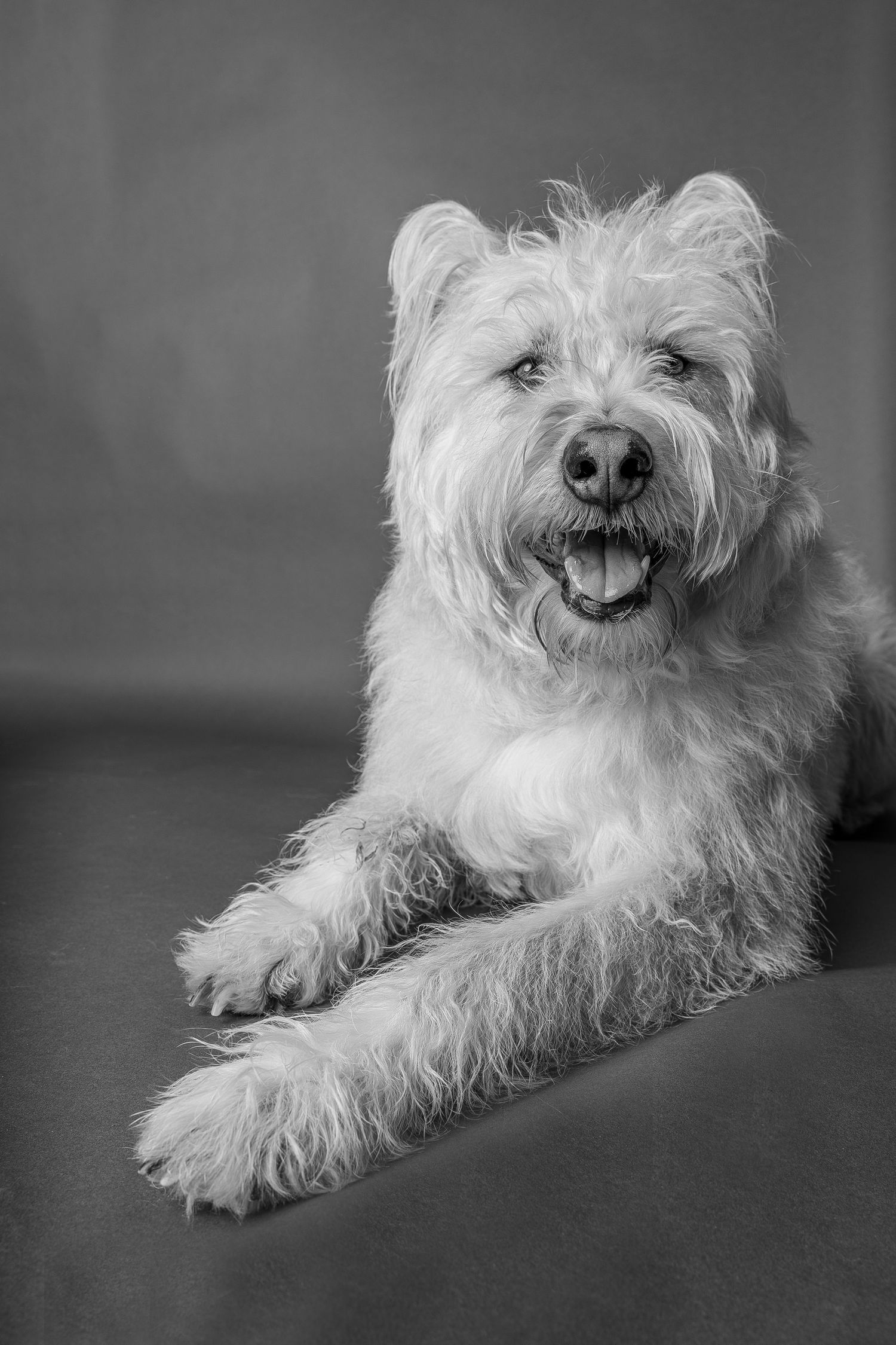 Black and white portrait of a fluffy, happy dog lying down with mouth open, looking alert against a neutral background.