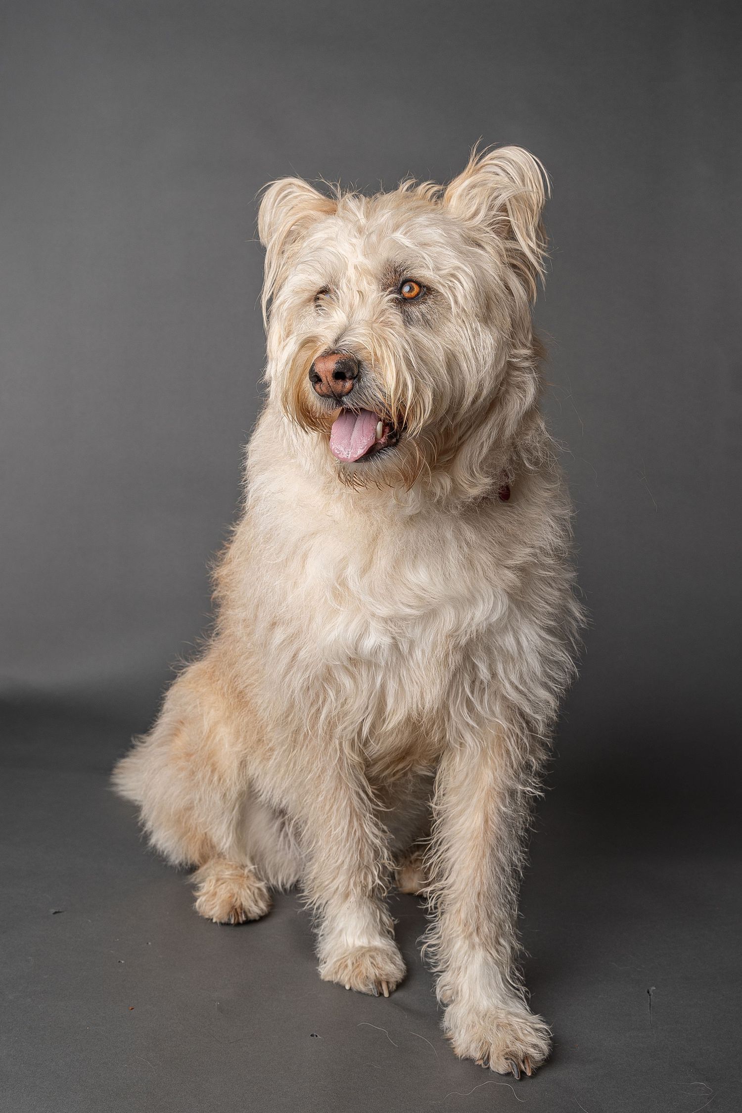 Fluffy cream-colored shaggy dog sitting with tongue out against gray studio background.