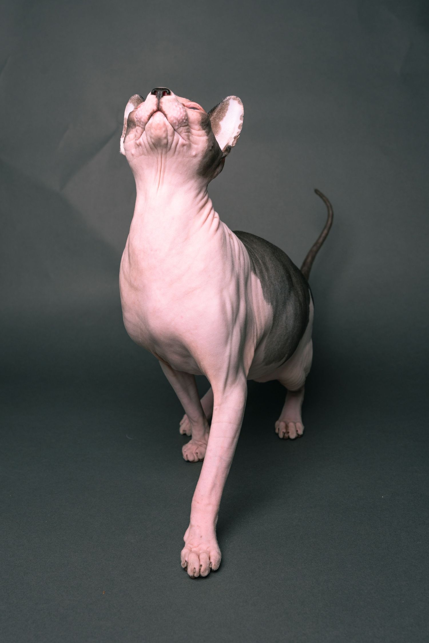A hairless Sphynx cat with pink wrinkled skin sits upright on a dark gray background, gazing upward curiously.