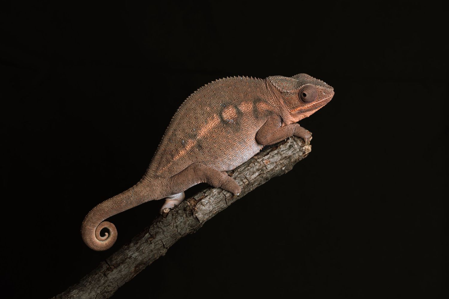 A brown chameleon with curled tail perched on a dark branch against a black background.