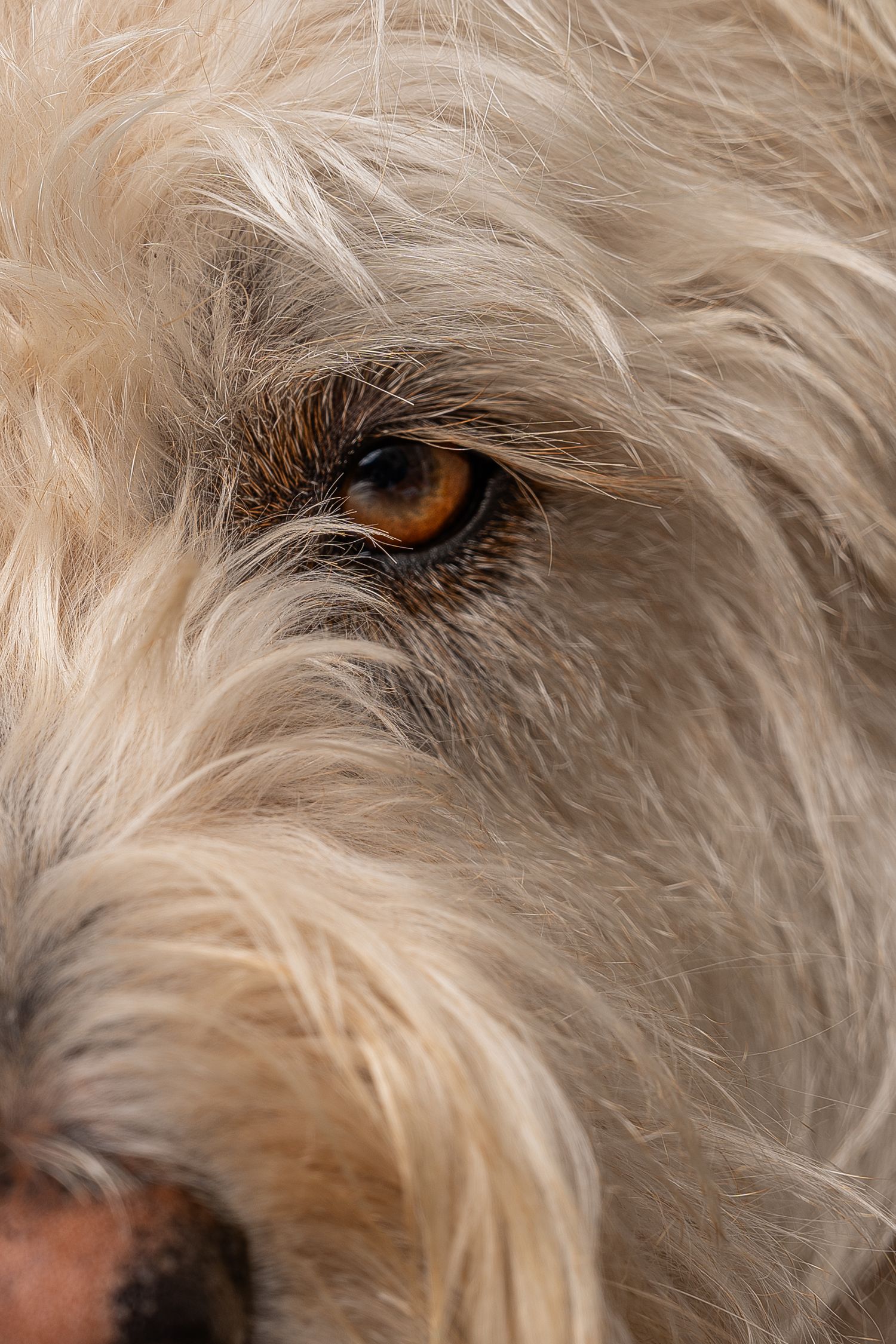 Close-up of a shaggy white dog's eye, showcasing its warm amber iris surrounded by long, fluffy fur.