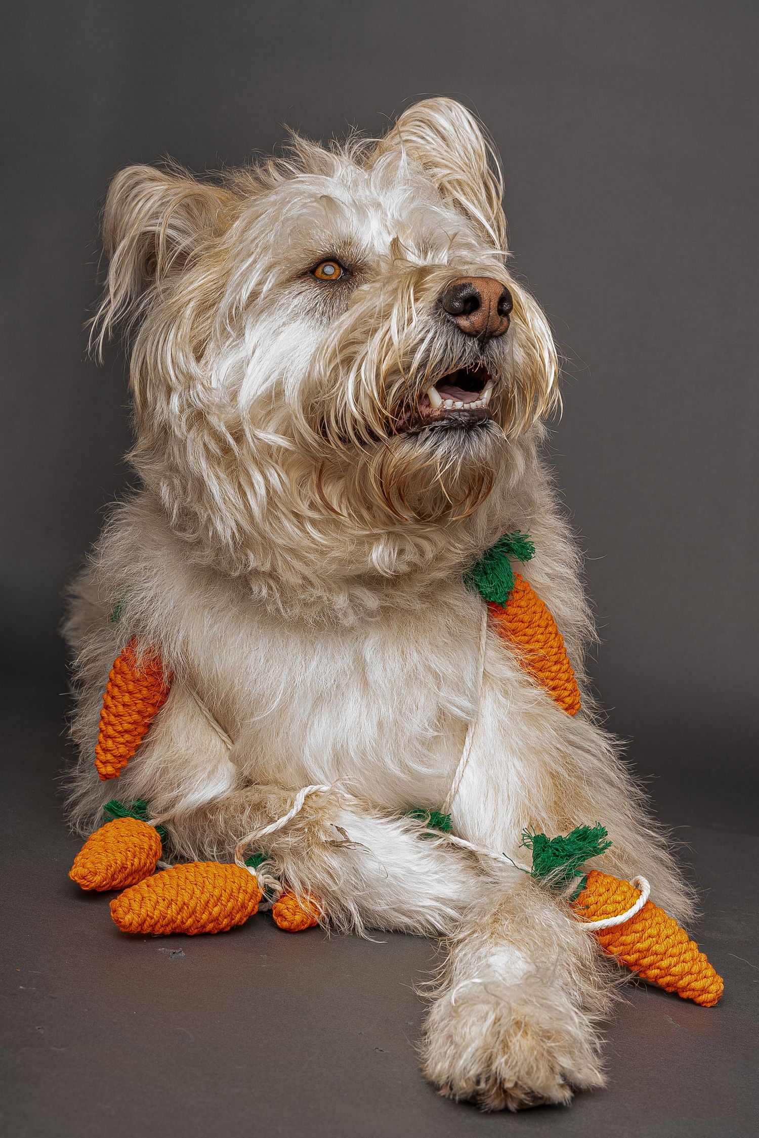 Fluffy terrier dog wearing knitted orange carrot garland, posing against gray background.