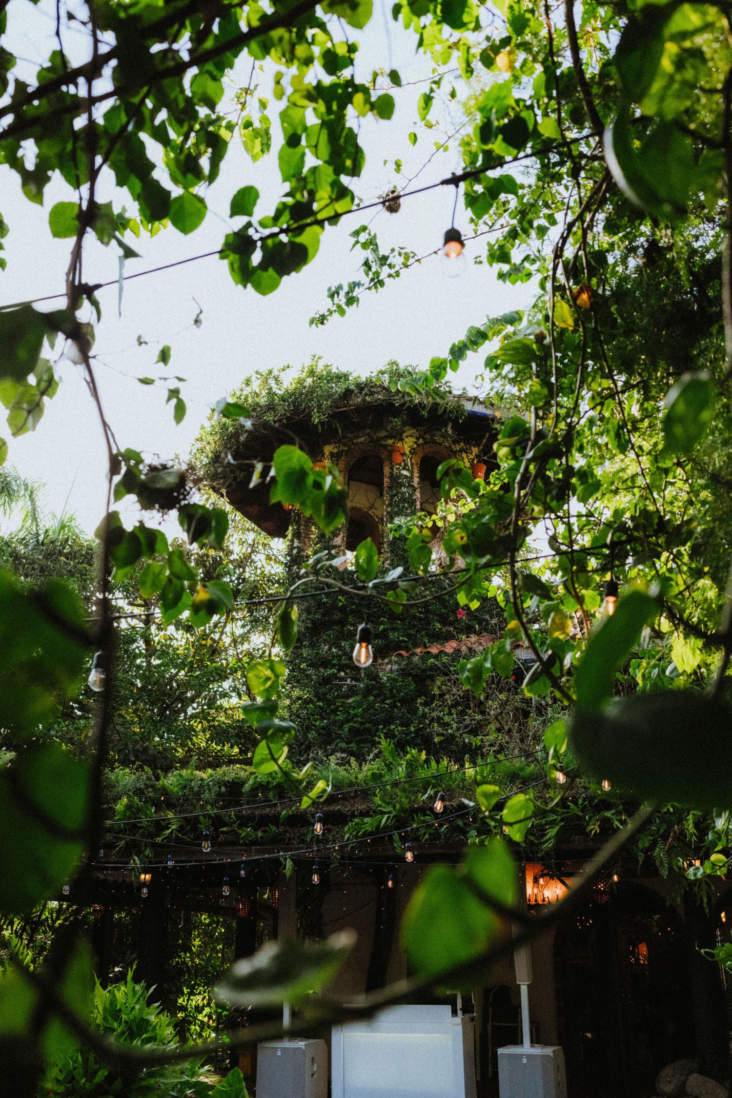 Lush green garden venue with string lights and plant-covered structure peeking through tropical foliage.