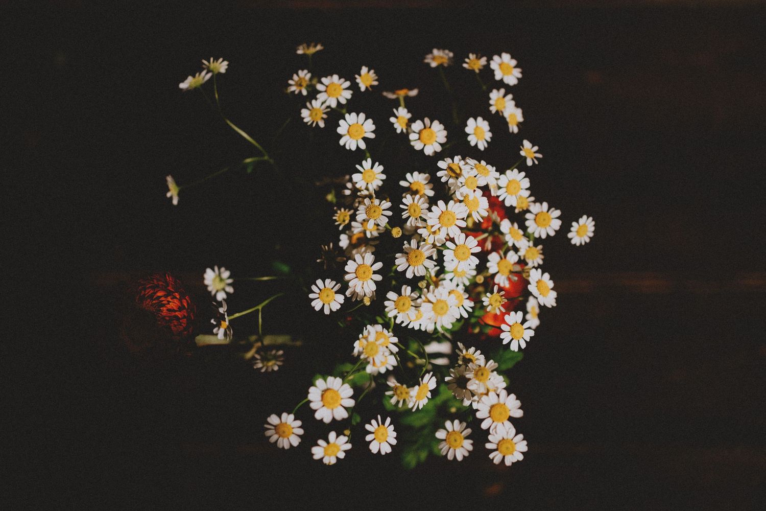 A lush bouquet of white daisy flowers with yellow centers arranged against a dark background.