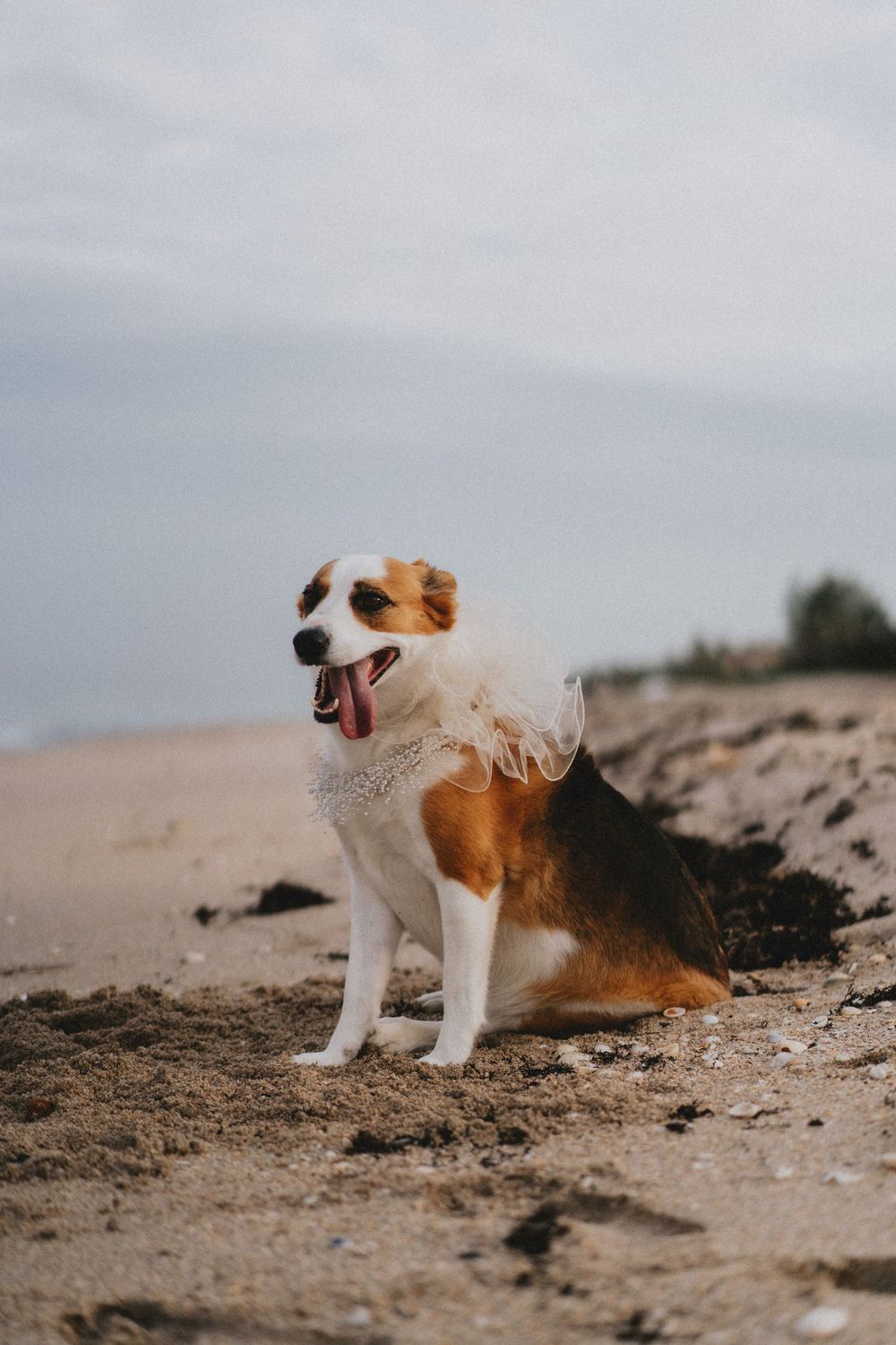 Small white and brown puppy playing on sandy beach.