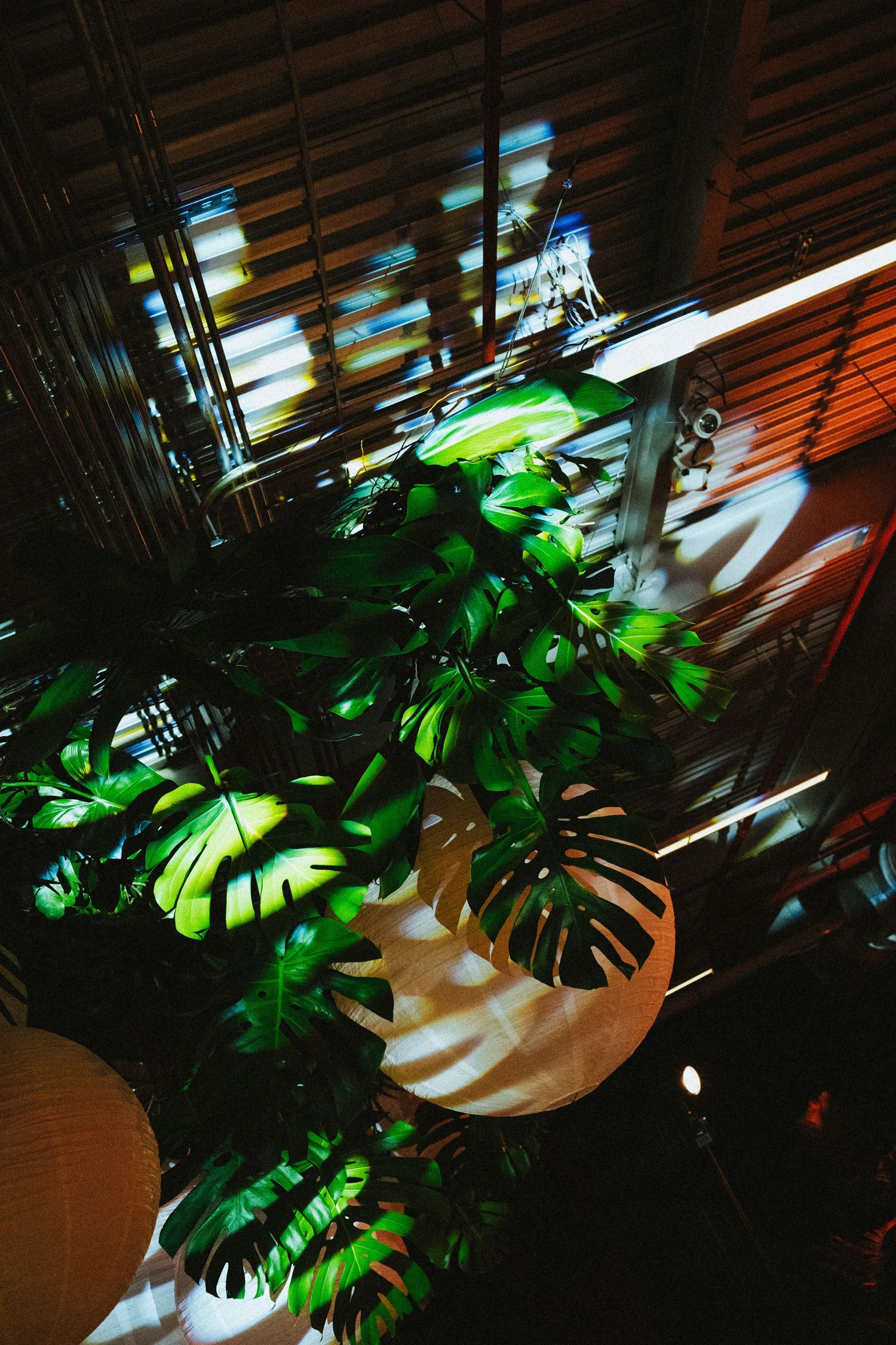 Lush monstera plant with dramatic light and shadow patterns in a dimly lit interior space.
