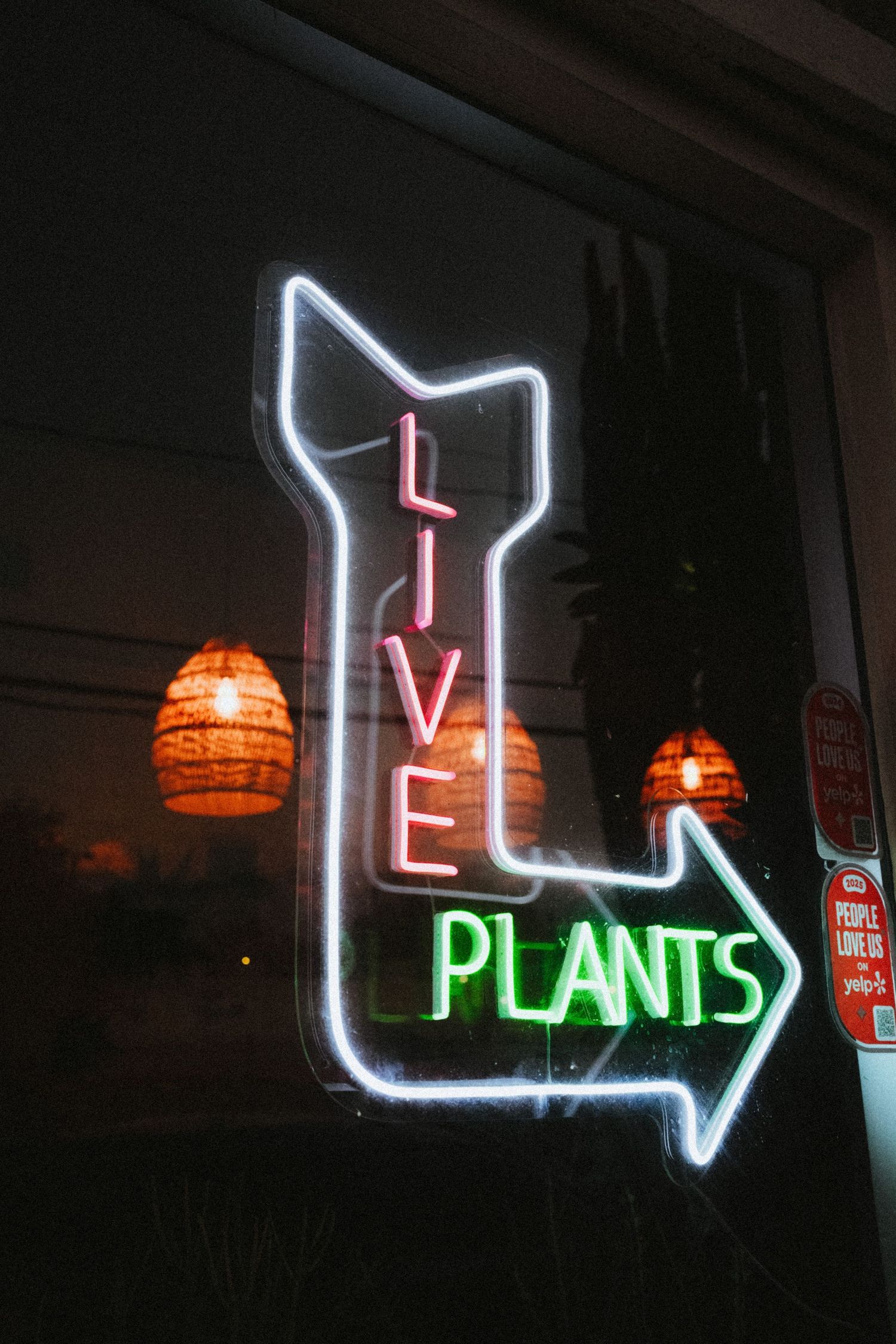 Neon sign reading Live Plants with arrow in a dark window reflecting warm pendant lights.
