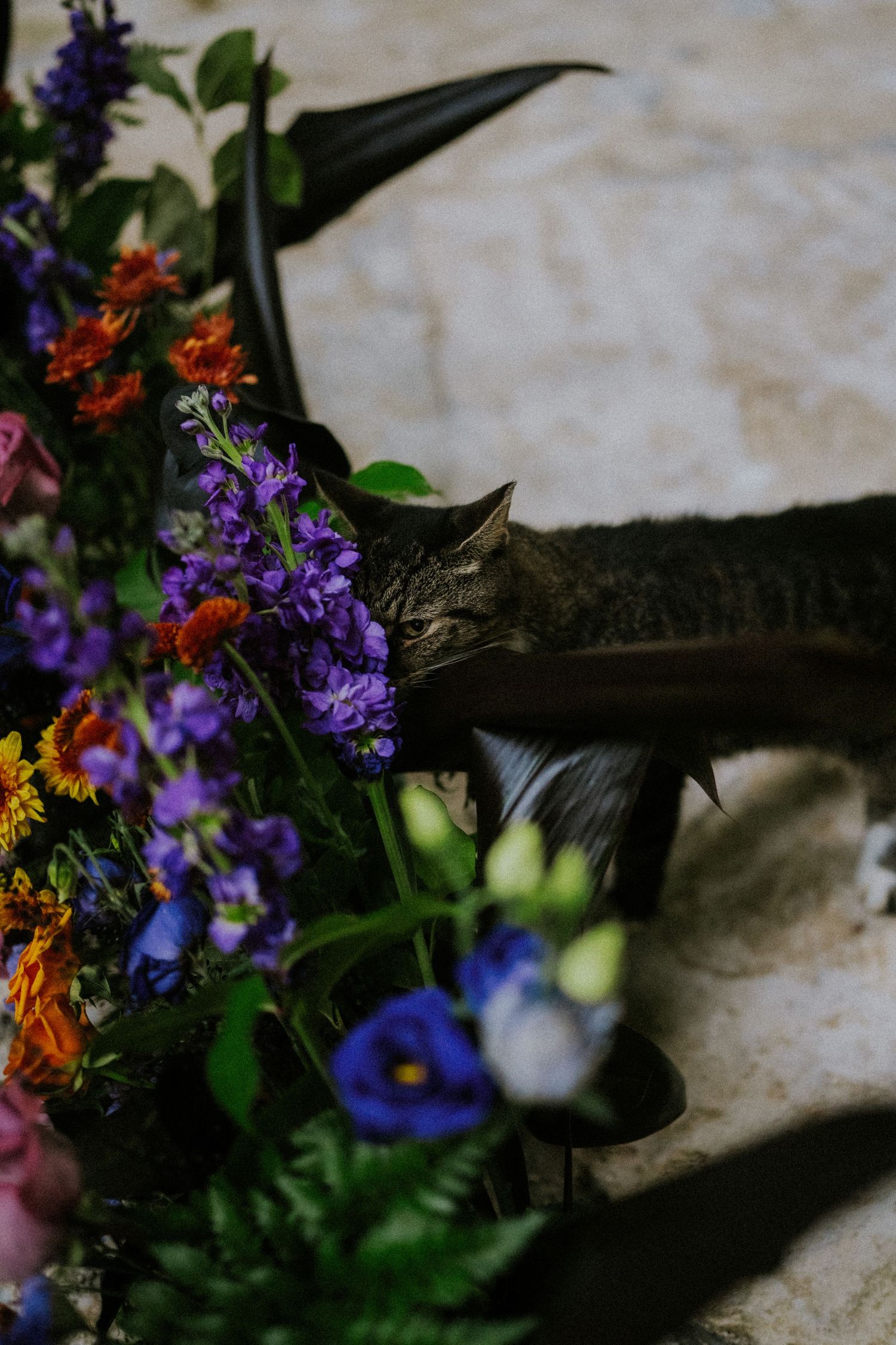 A black cat rests among vibrant purple and orange flowers in a garden setting.
