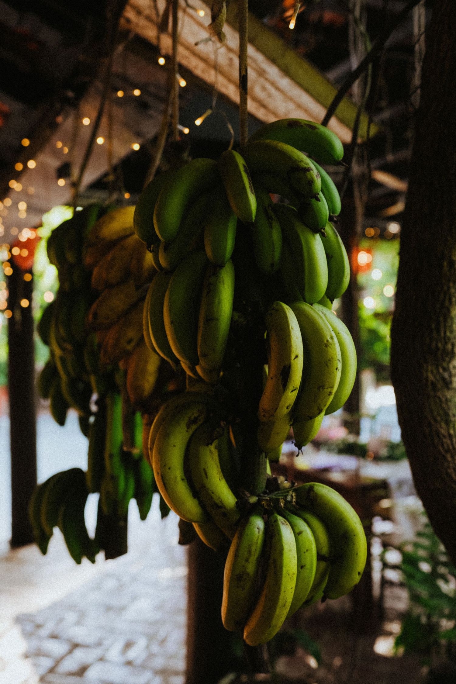 Fresh green bananas hanging in large bunches from a rustic wooden structure with bokeh lights in background.