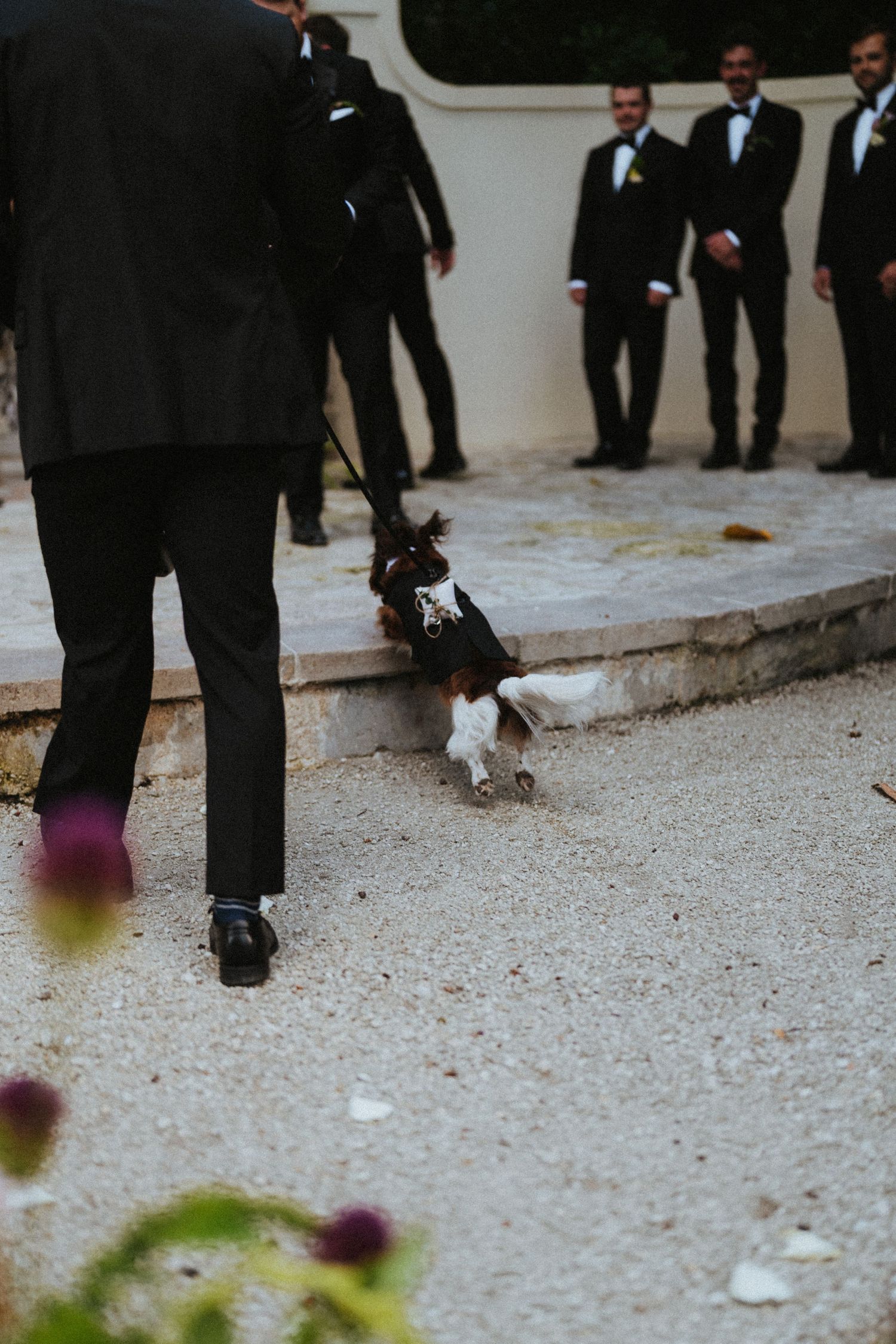 A small dog in a tuxedo vest walks on a leash beside groomsmen in black suits at an outdoor wedding.