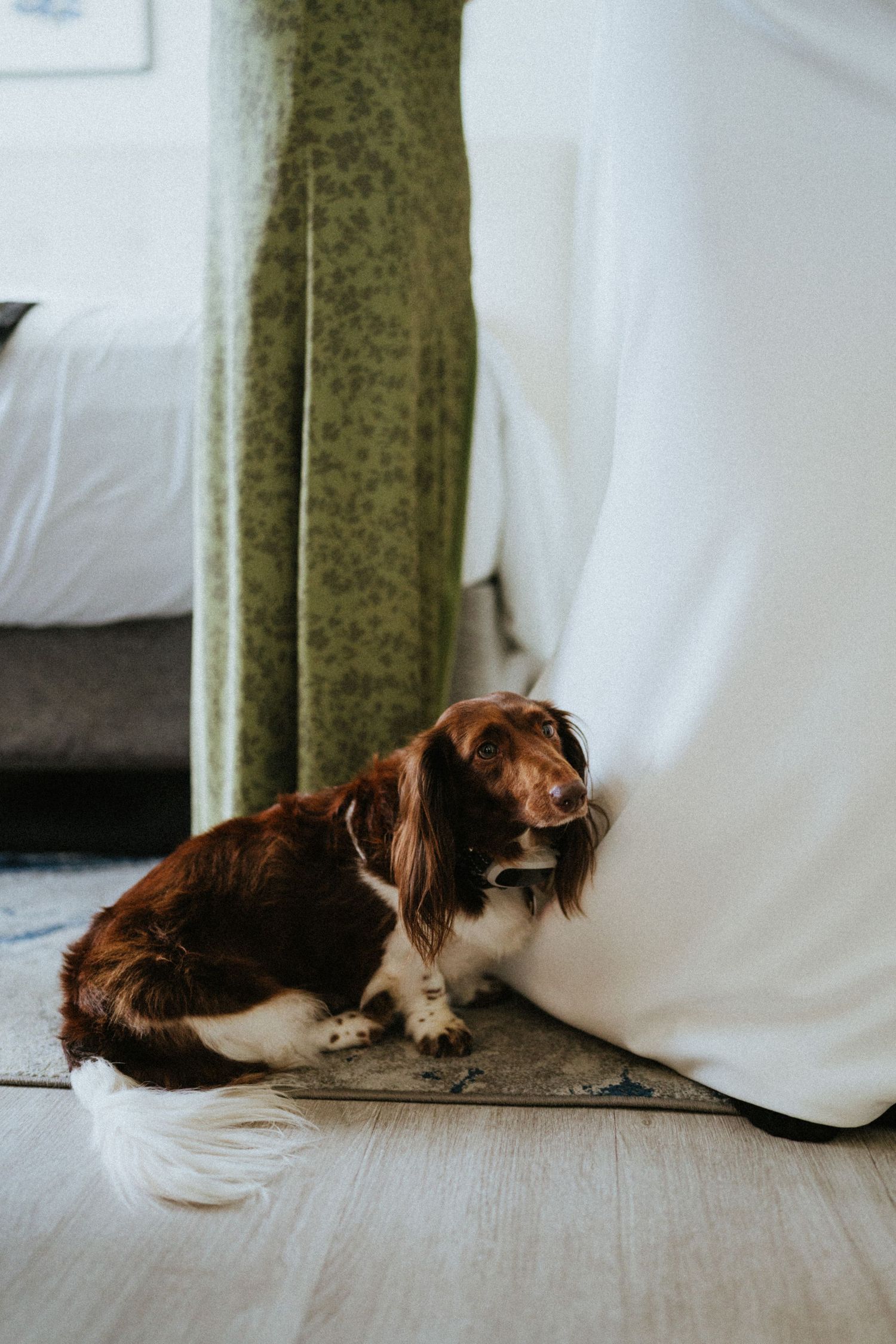 Brown and white Spaniel dog sitting on floor beside a white curtain indoors.