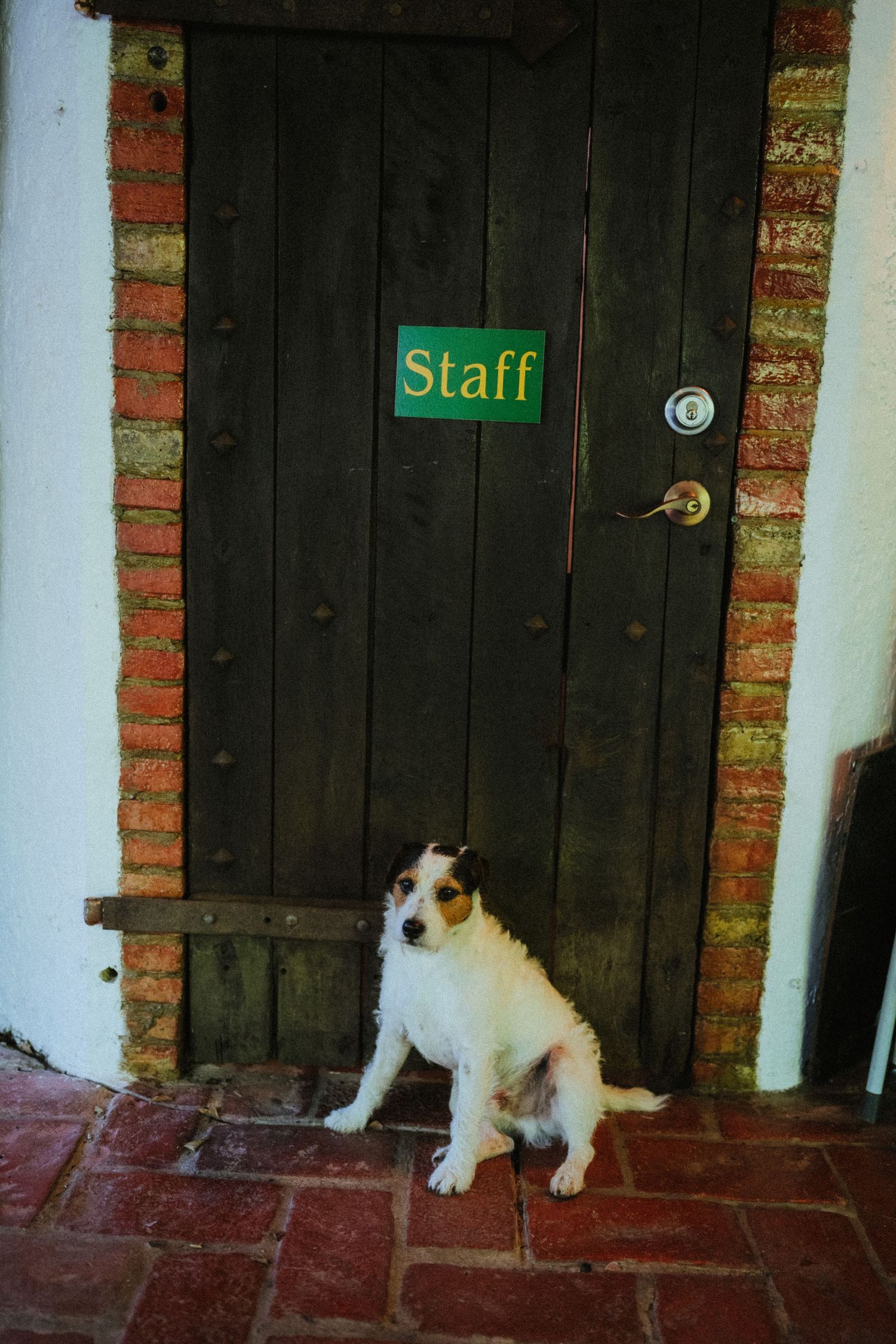 White and brown Jack Russell terrier sits on brick floor in front of rustic wooden staff door with green sign.
