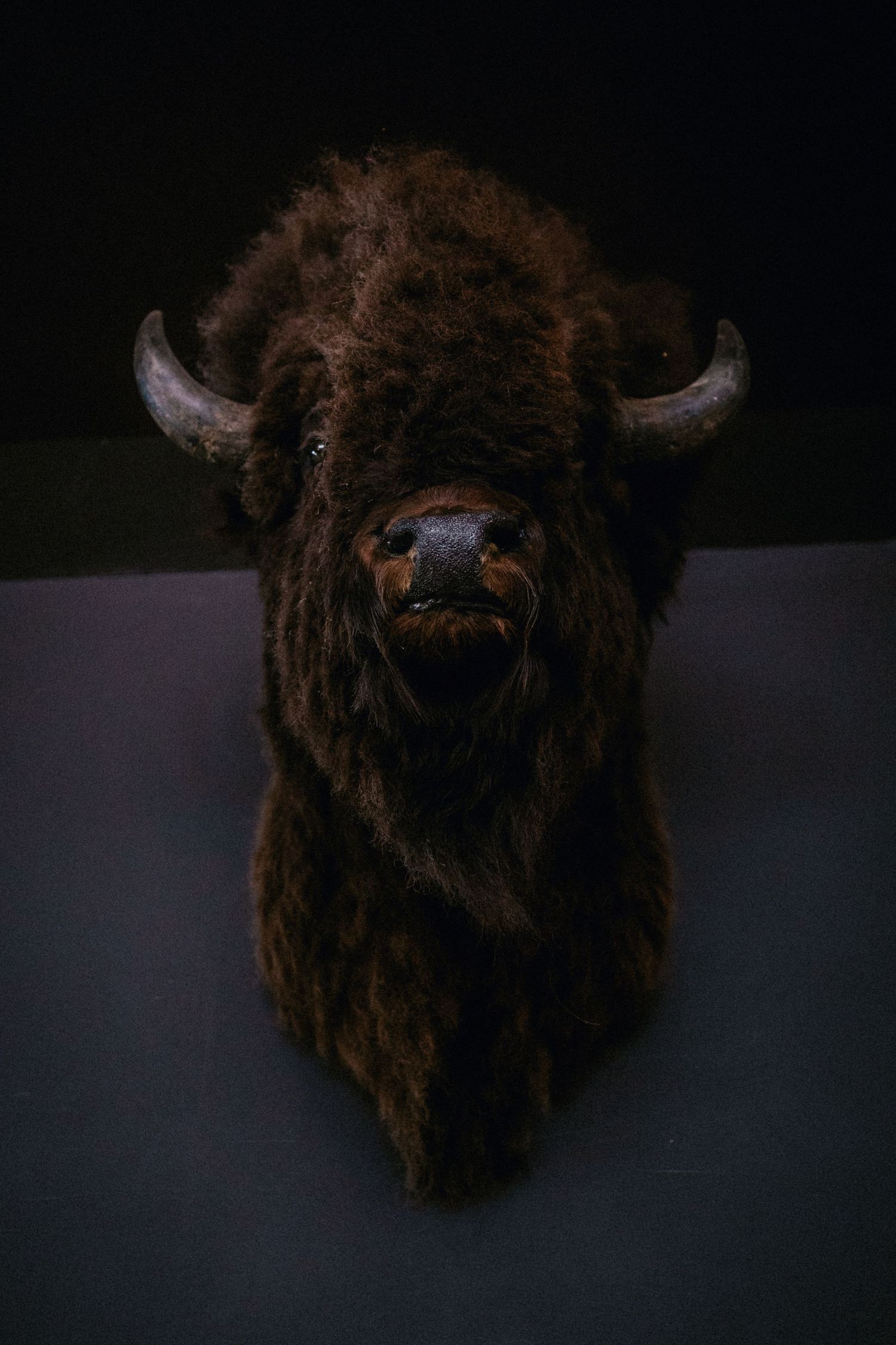 Taxidermy bison head mount with dark brown fur and curved horns displayed against a dark background.