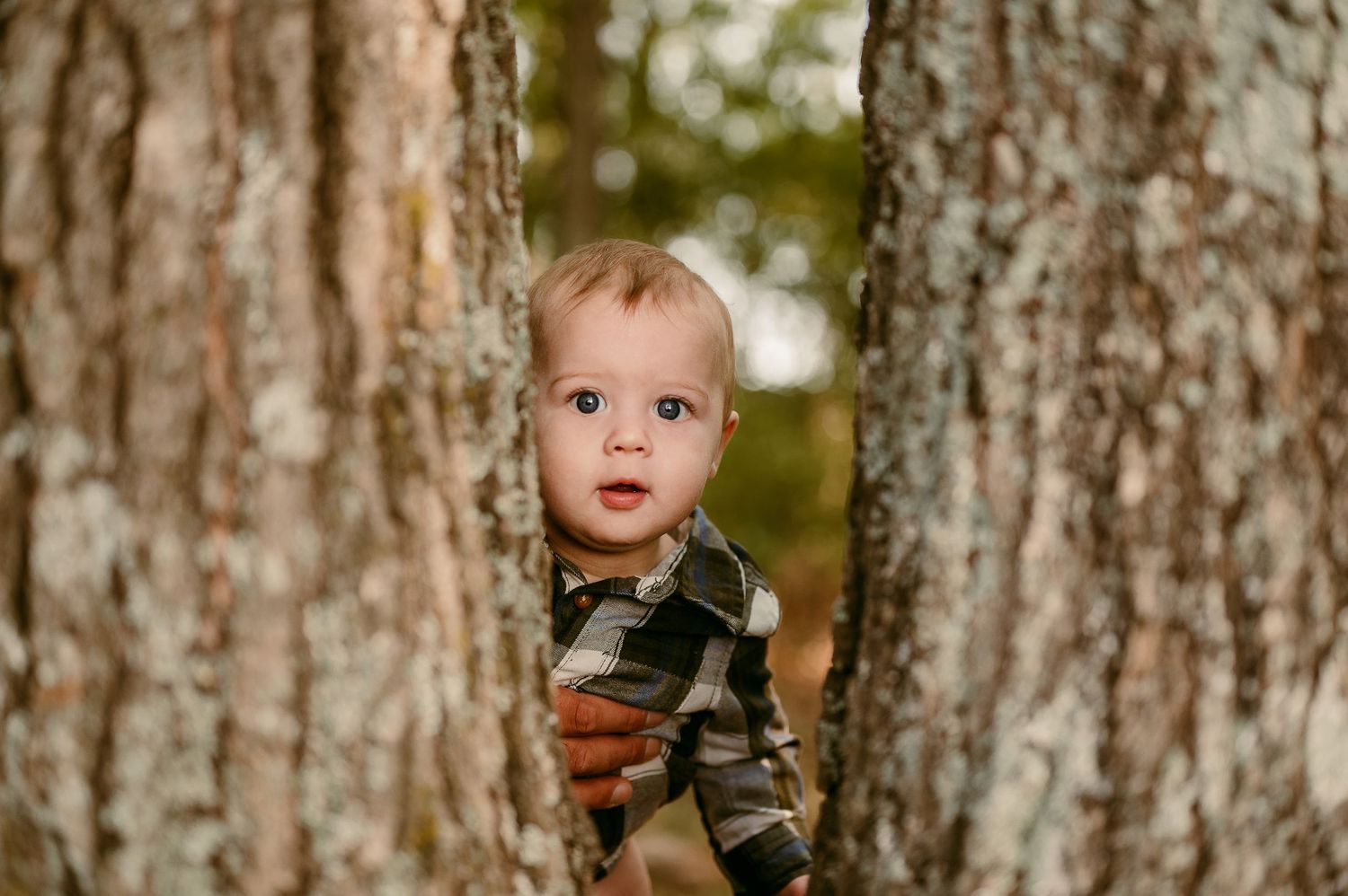 Young child peeks out from behind large tree trunks in forest setting captured by Jessica Sagerty