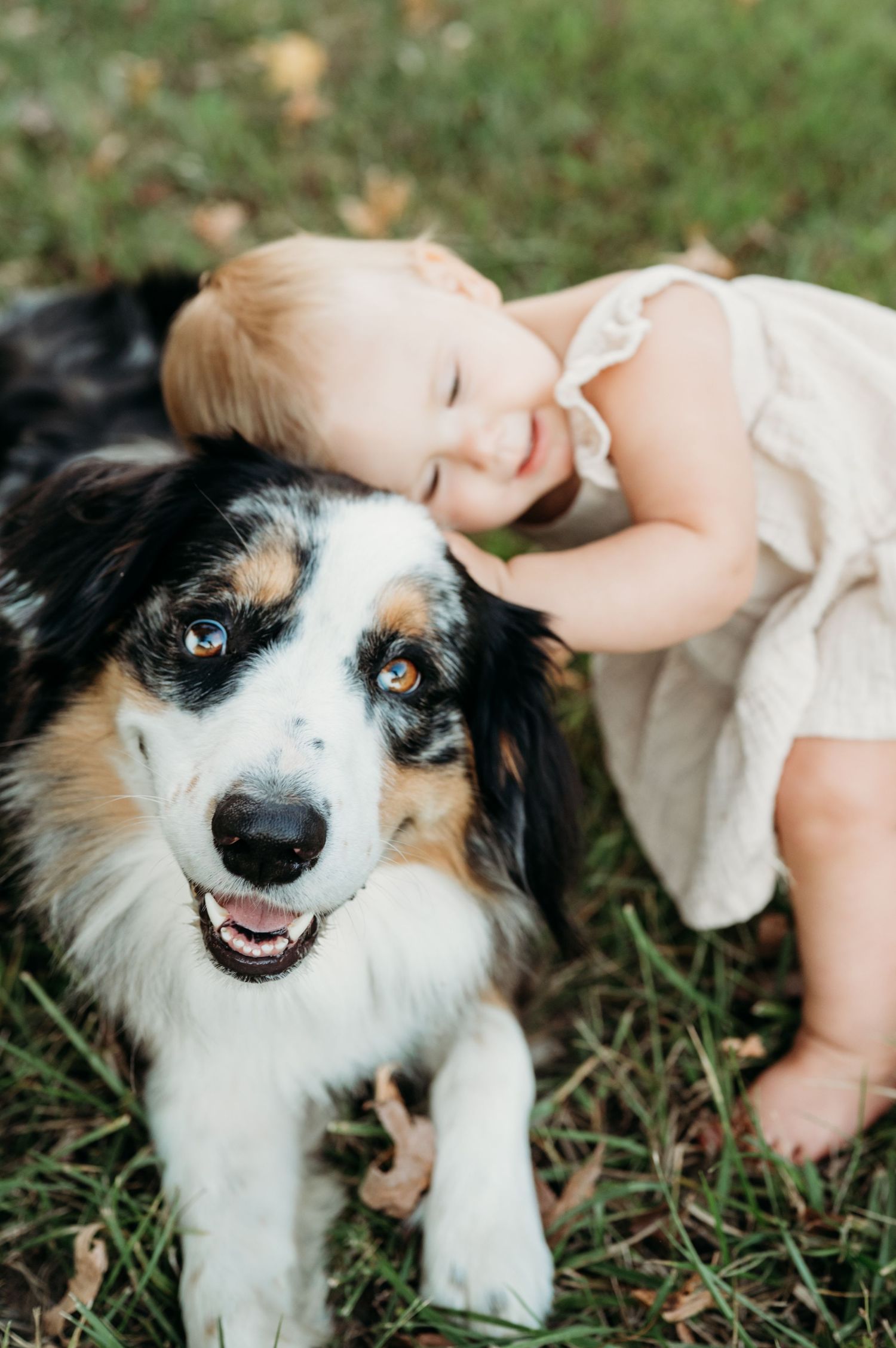 A black and white Australian Shepherd dog lying in grass gets gentle pets while showing a happy, playful expression.