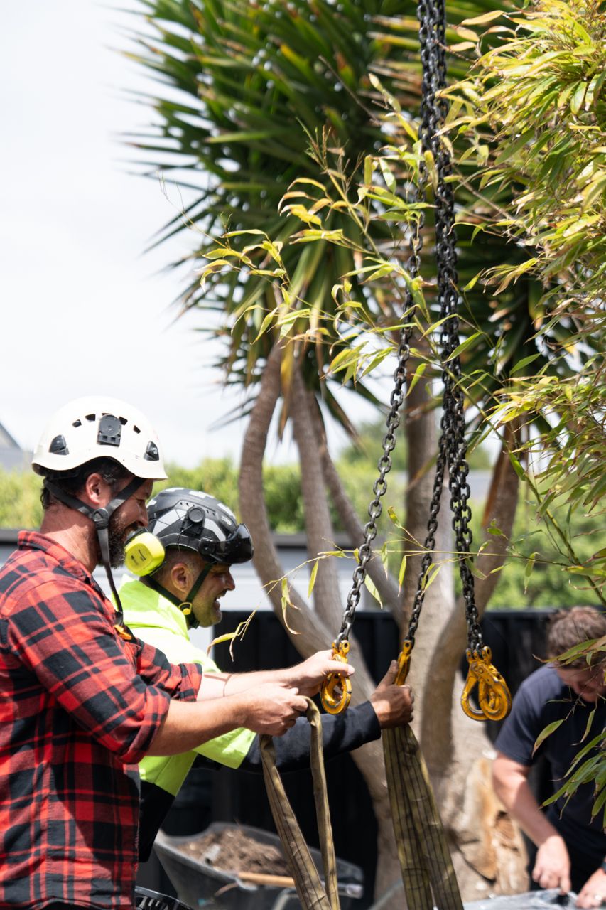 Workers in safety helmets securing chains around a tree trunk during a tree removal or transplanting operation outdoors.