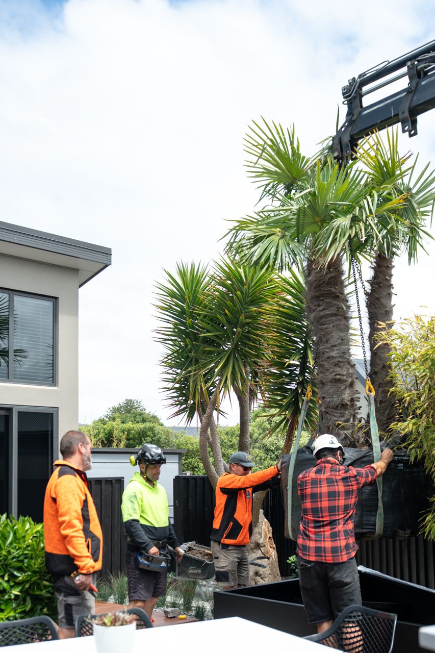 Tree removal crew using crane straps to relocate a large palm tree in a residential backyard in New Zealand.
