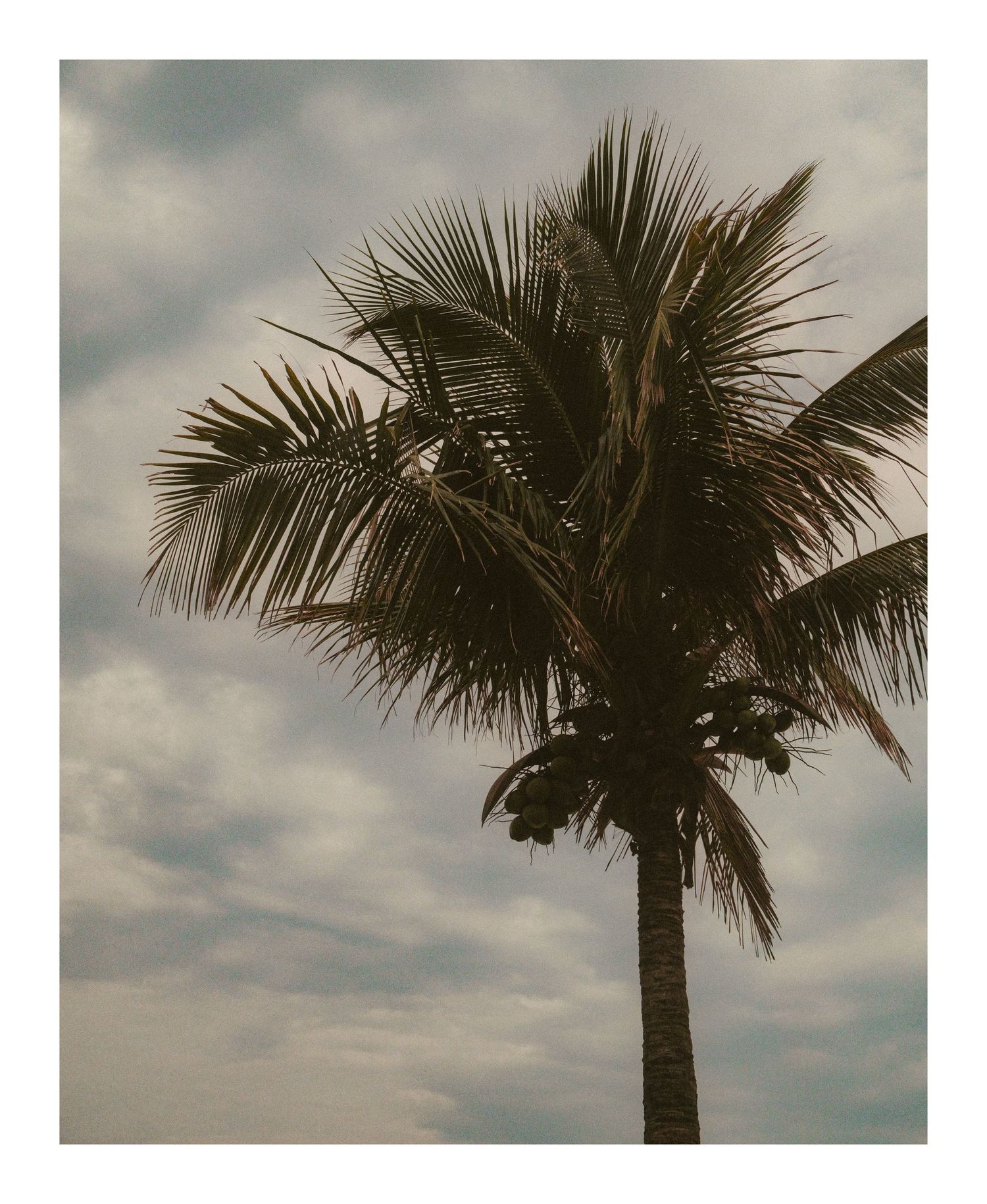 Palm tree silhouettes against cloudy sky in sequence.