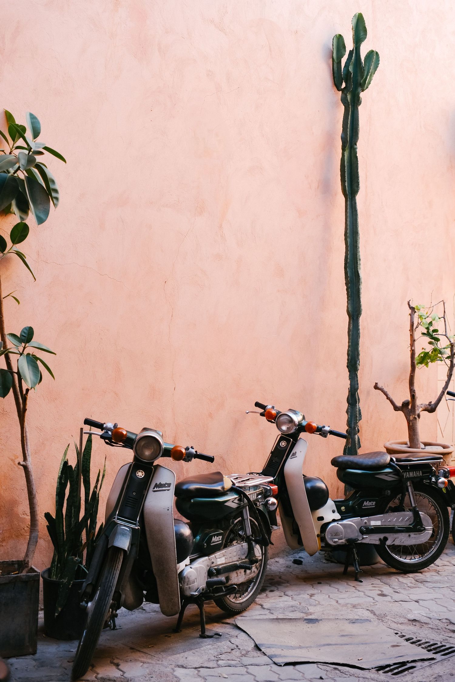 Two vintage motorcycles parked against a pink stucco wall with cacti and potted plants in a warm courtyard setting.