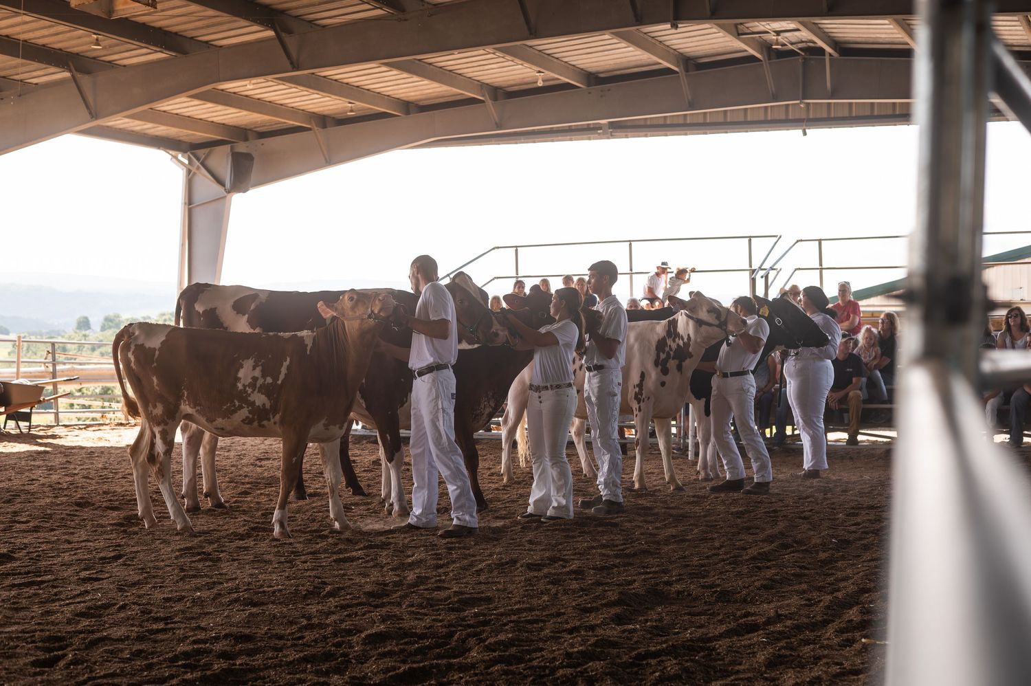 Wide view of a livestock show arena with spectators and animals under covered shelter.