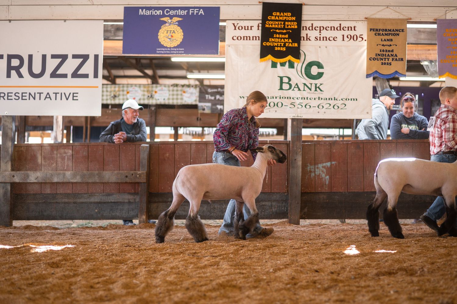 A group of cattle being led around an indoor arena with reddish dirt during a livestock competition event.