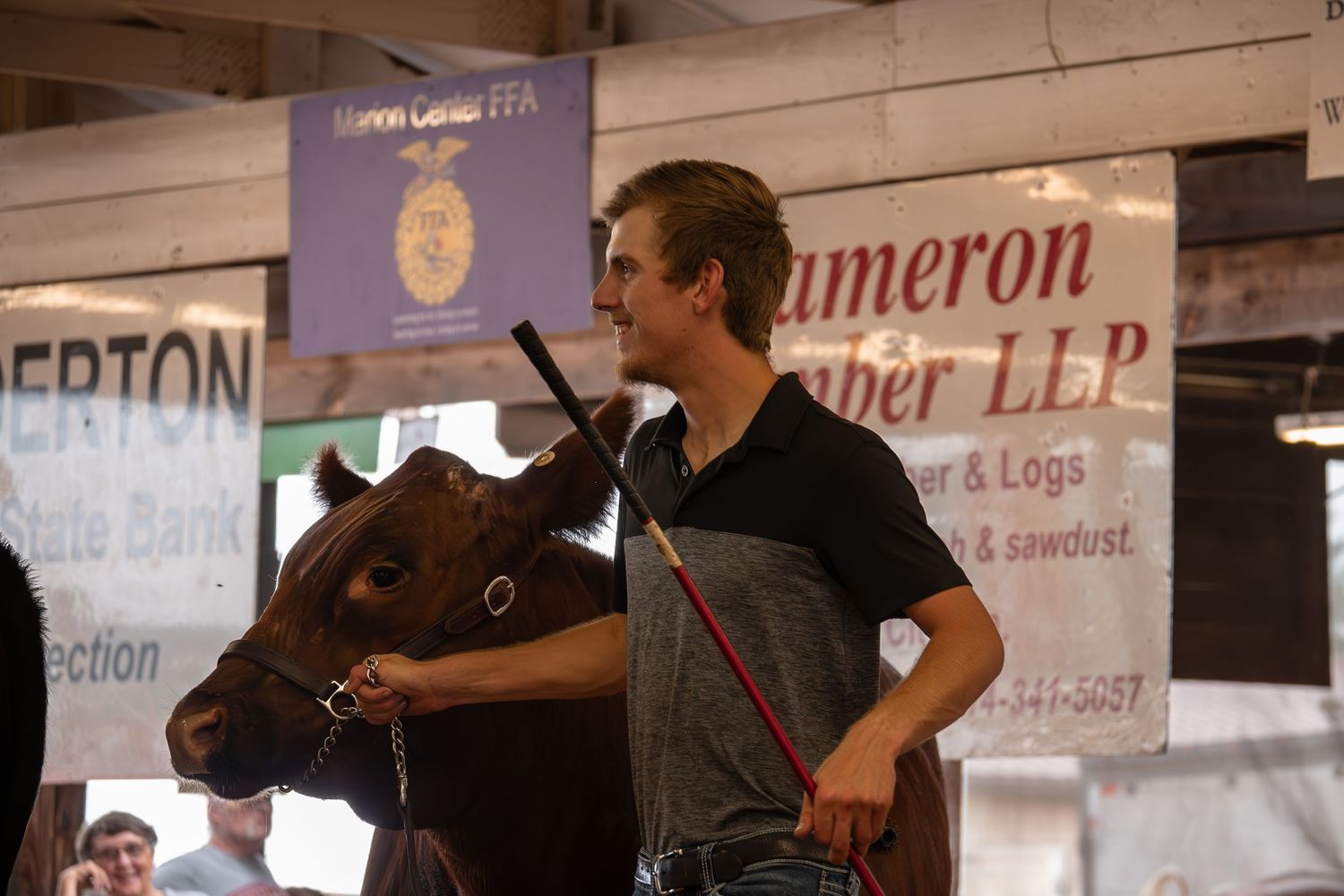 A view of livestock showing arena with arena banners and wood shavings covering the ground.
