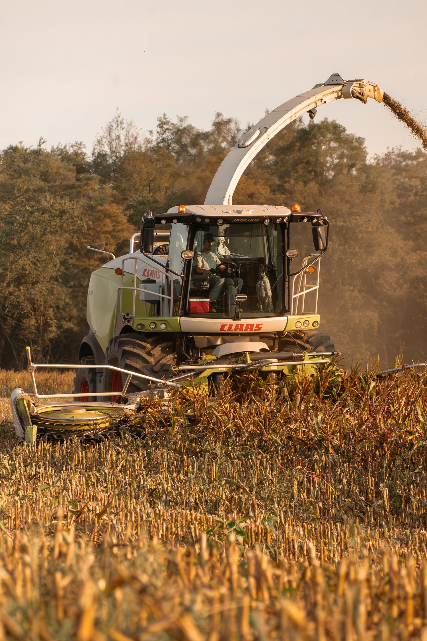 A combine harvester working in a cornfield at sunset with golden light filtering through dust.