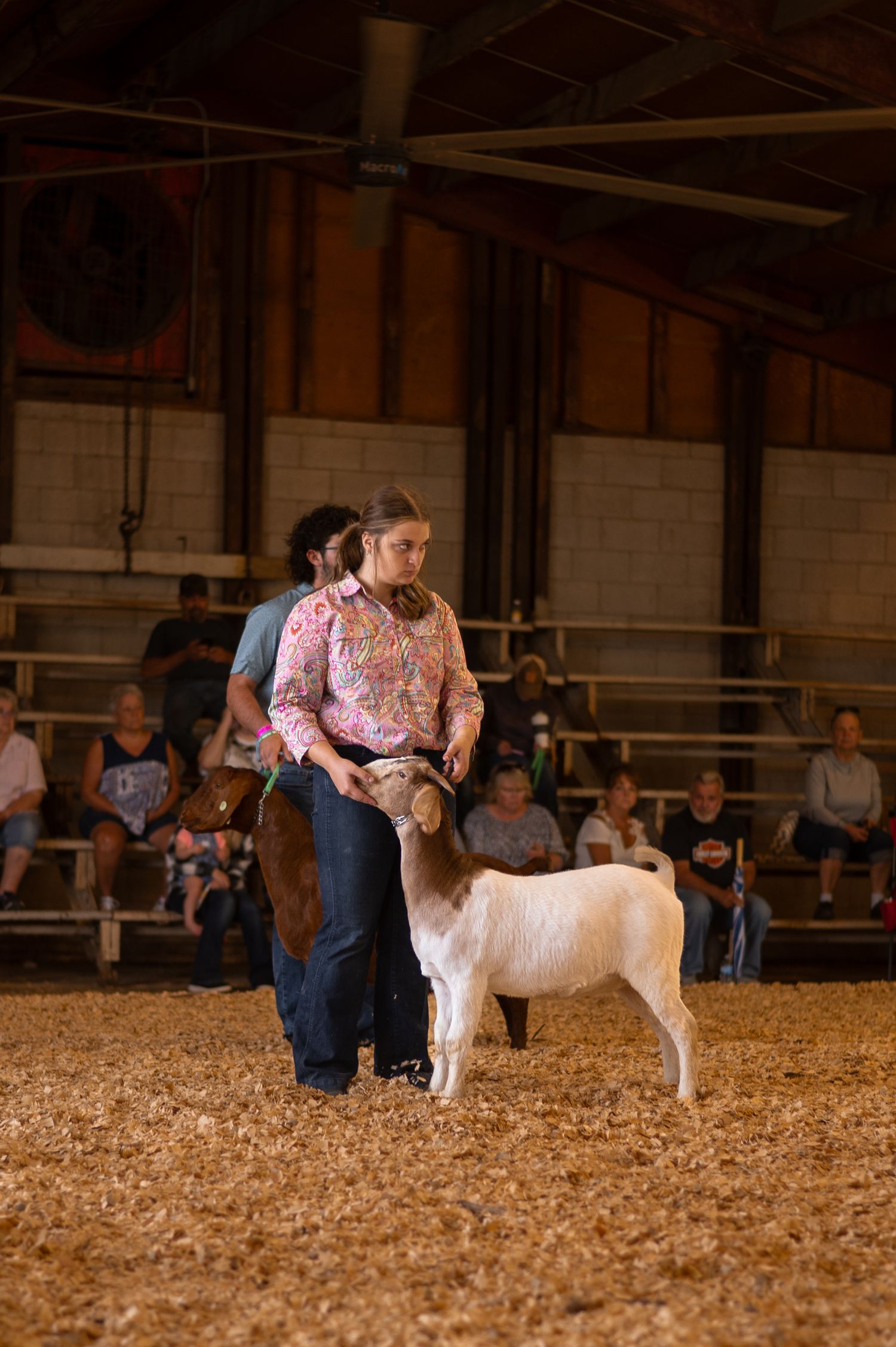 Goats being shown in a livestock arena with wood shavings and spectators in the background.