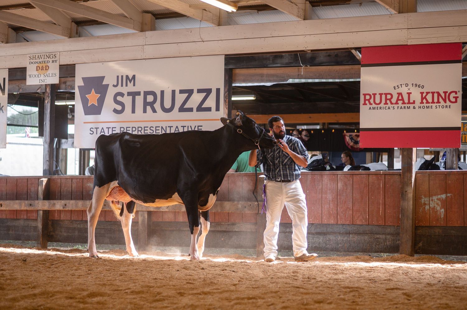 A handler leads a Holstein cow in an indoor arena at a county fair near Jim Struzzi and Rural King signs.