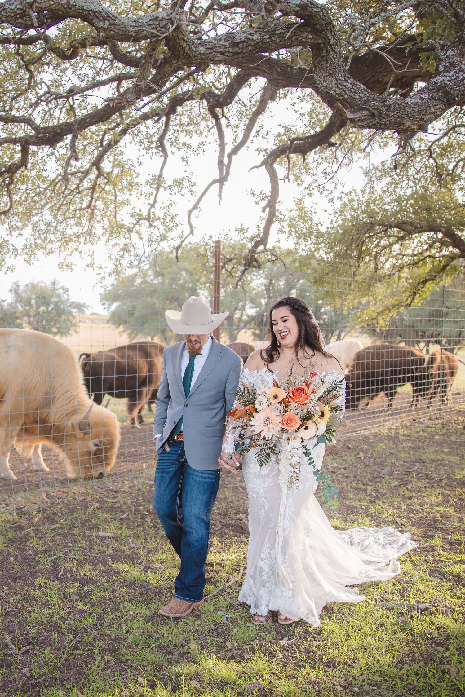 Wedding couple walks near grazing cattle under sprawling oak tree branches.